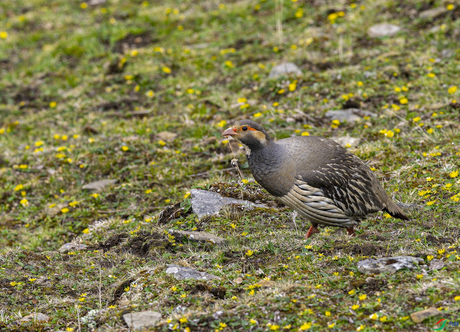 ��ѩ�� (8)-1.jpg