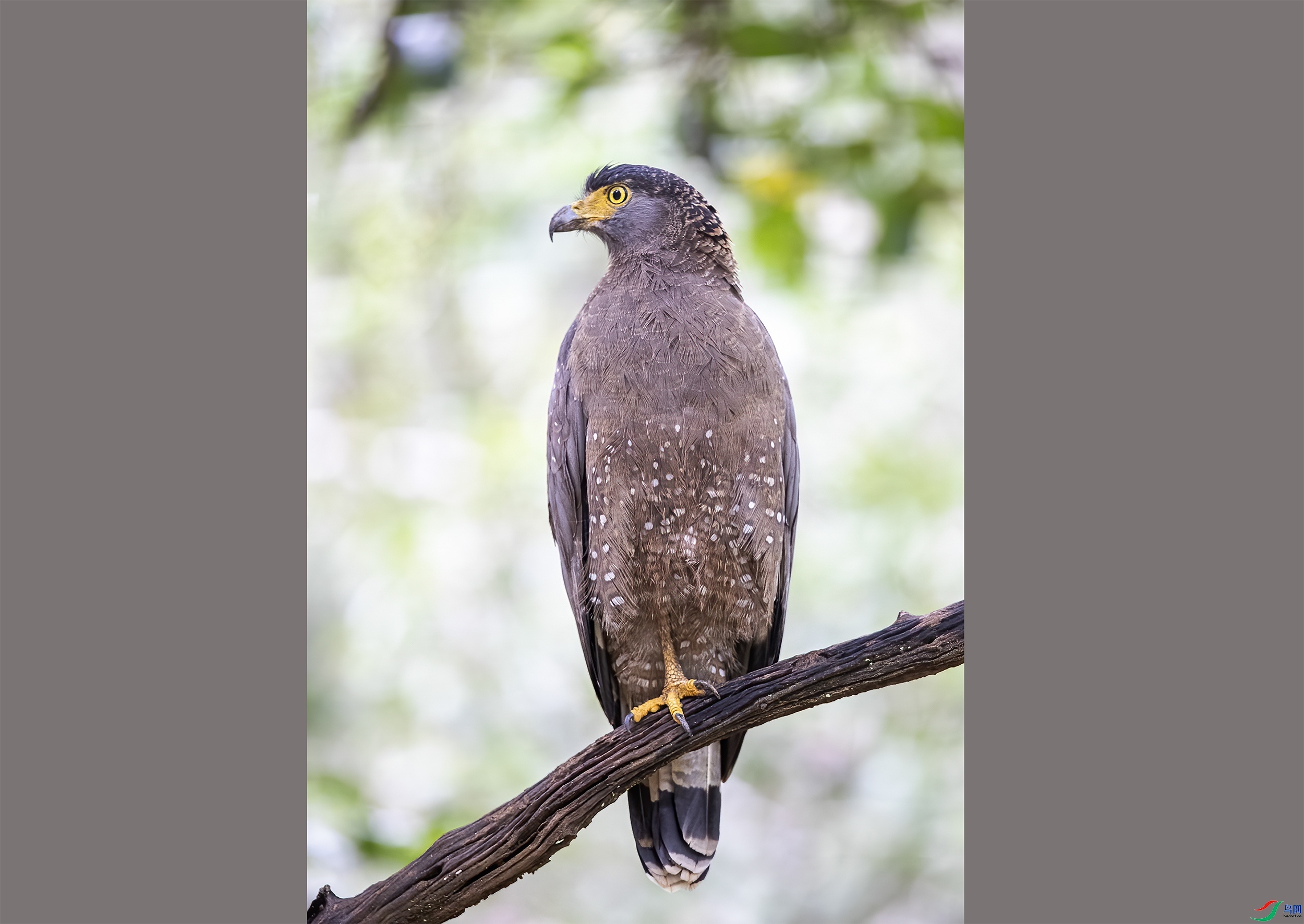 �ߵ�  ���� ����  ����.jpg