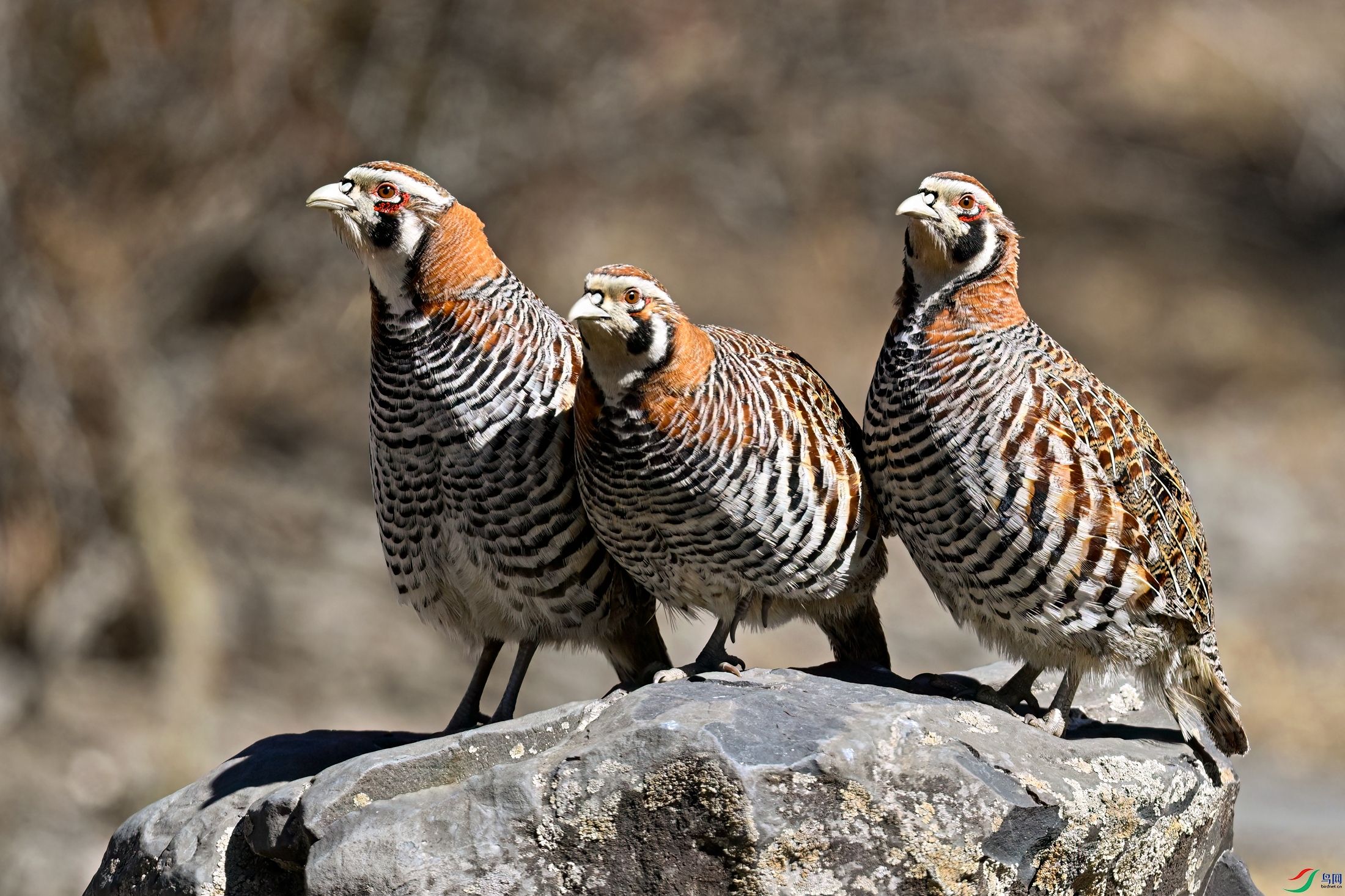 _DSC1500x.jpg