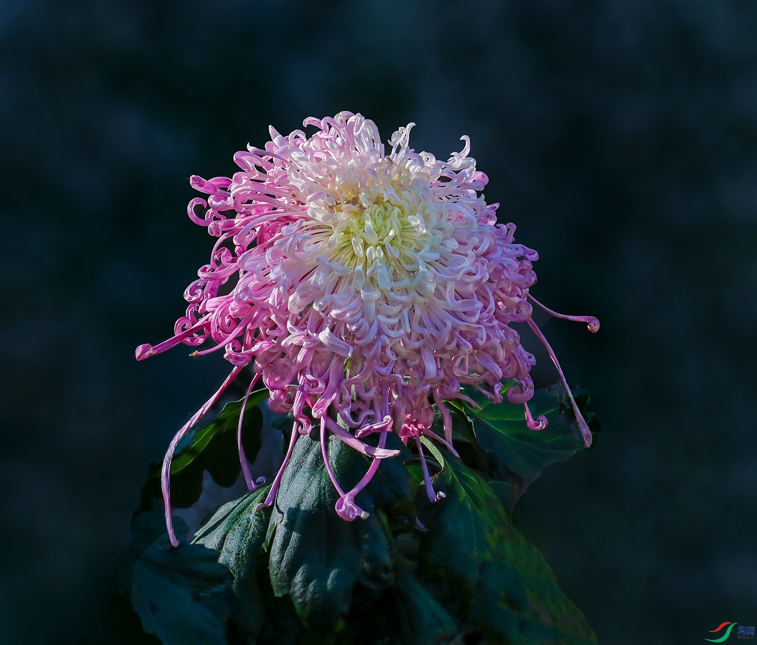 0000583A0355 ��ˮ����1000k.jpg