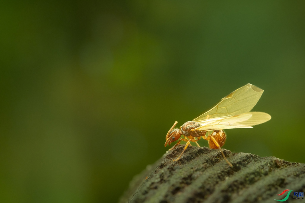 037A36240 ����.jpg