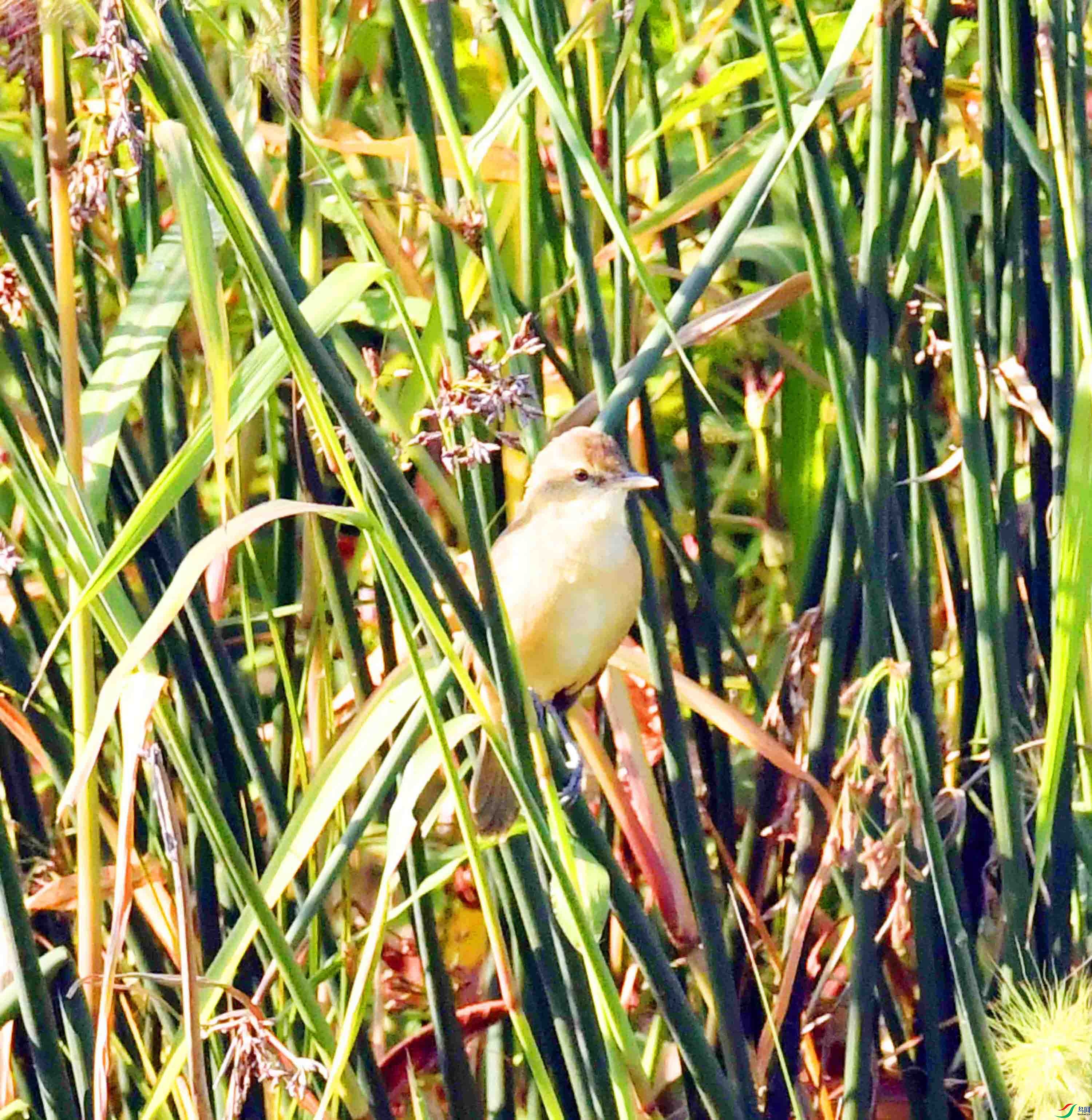 DSC_9459.JPG