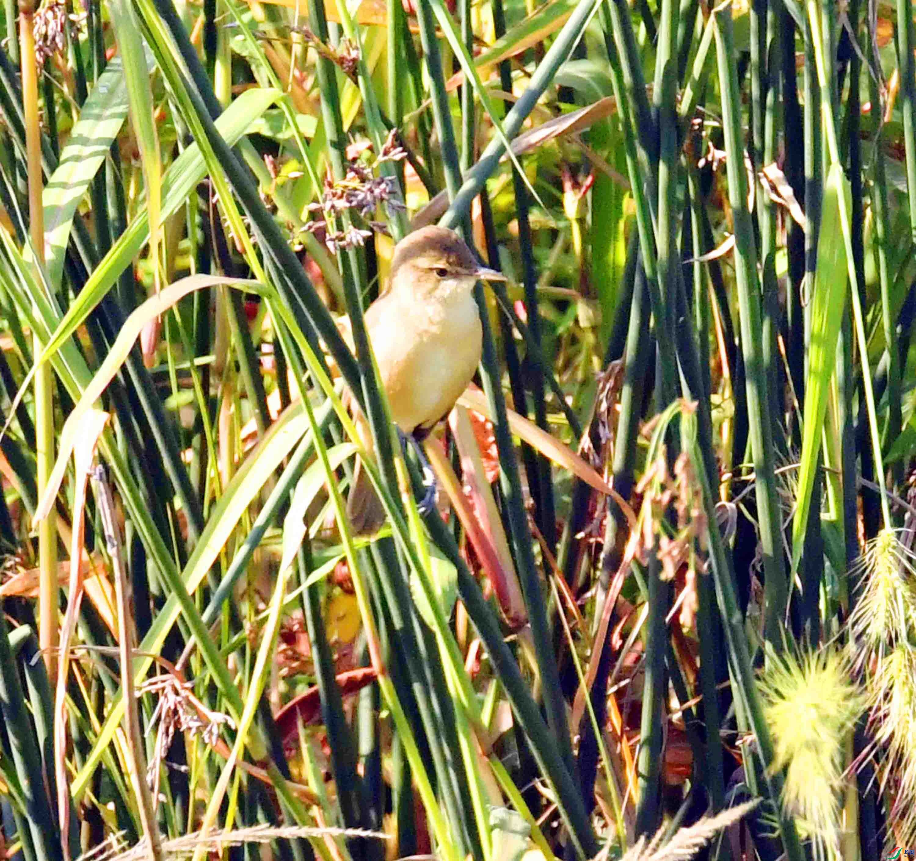 DSC_9462.JPG