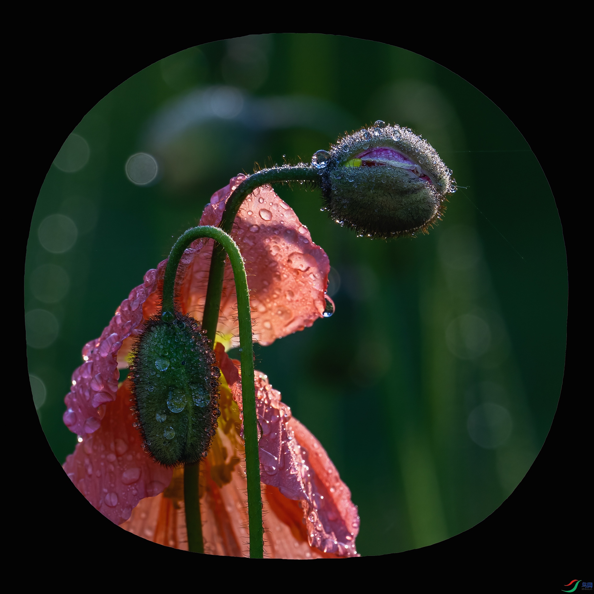 �����ڰ��ް�������ֲ��԰��