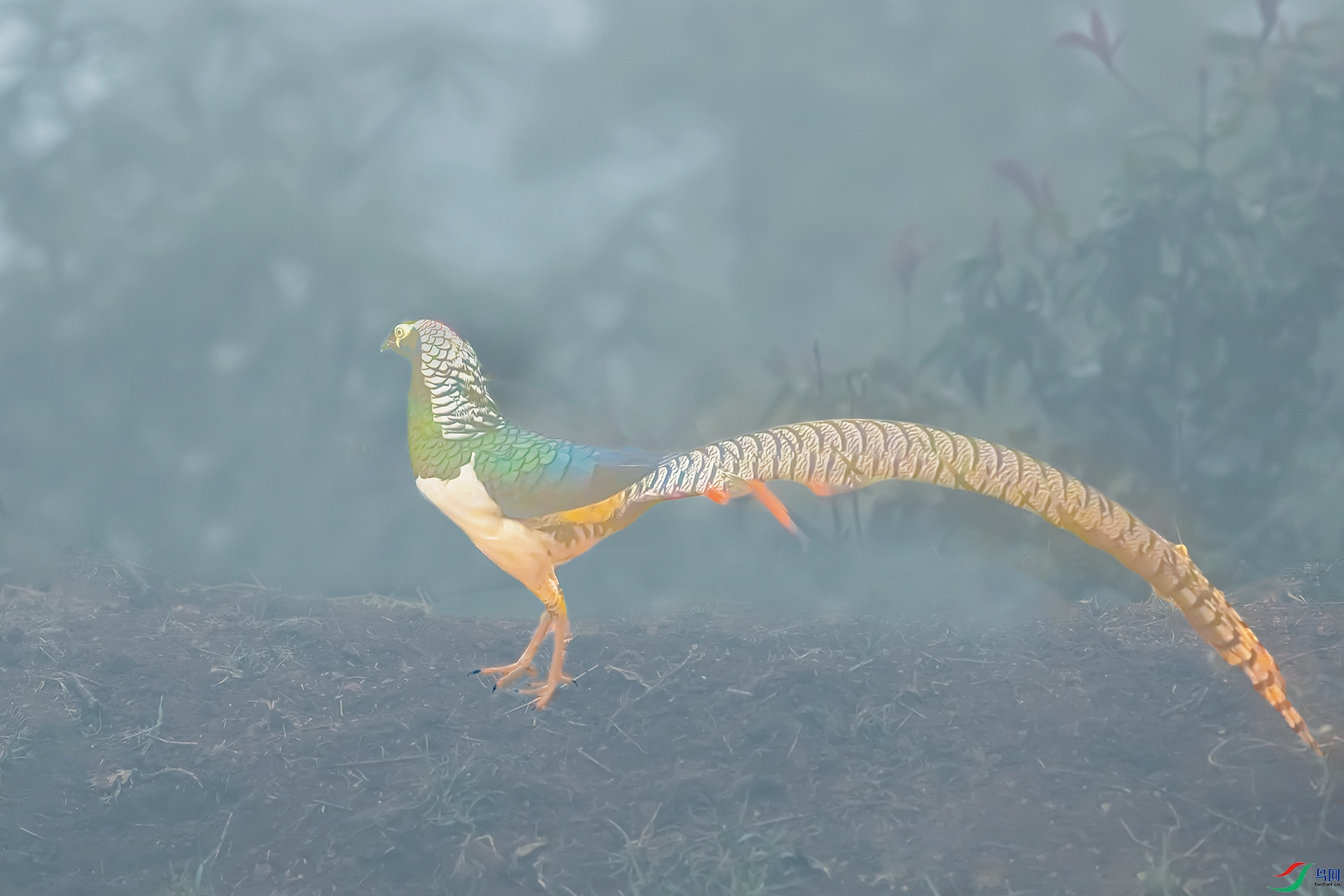 �׸�����----������������