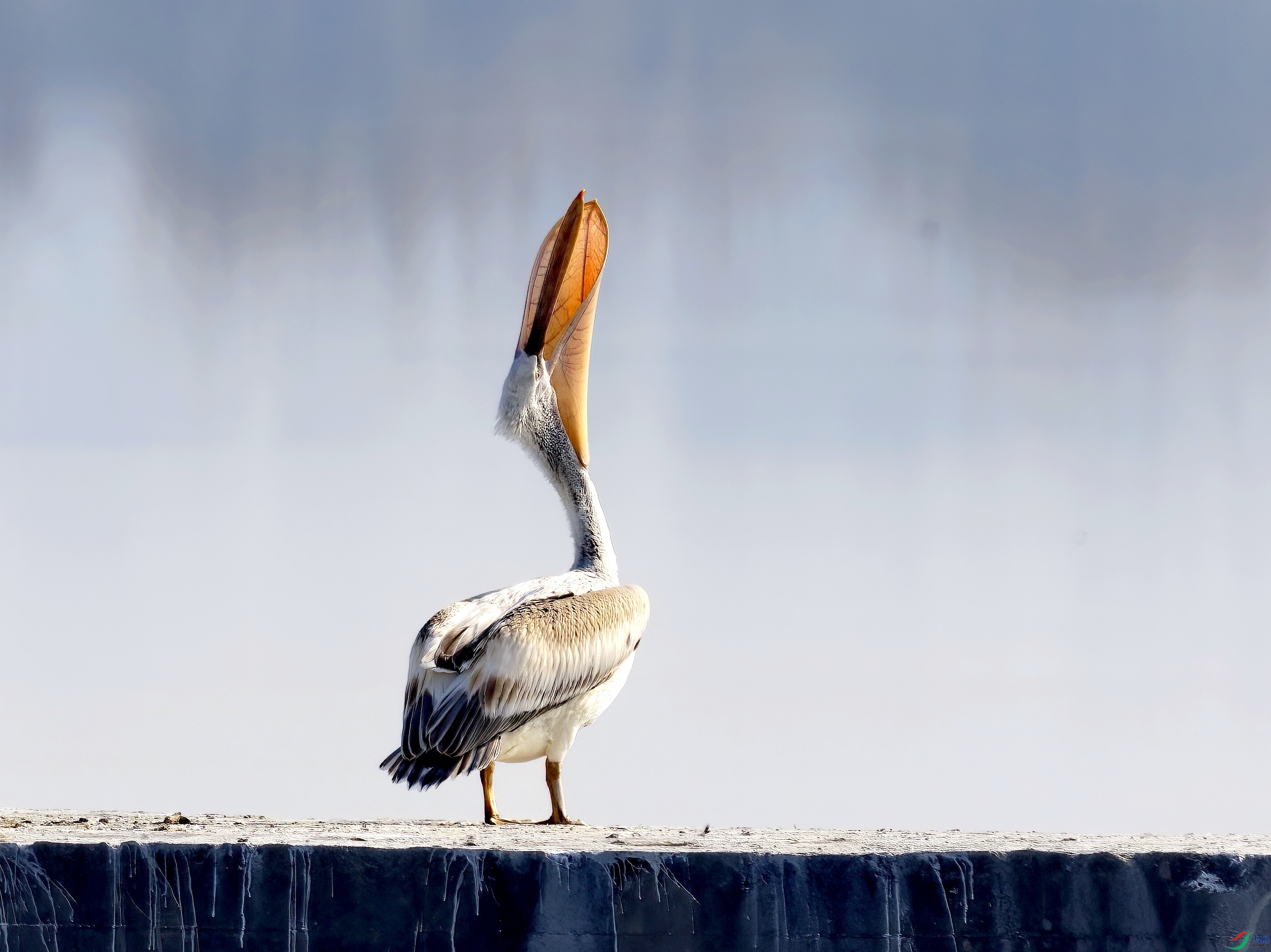 C87A4702 ����_edit_786851349358.jpg