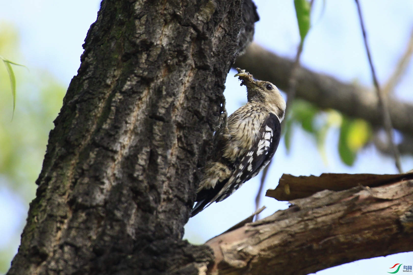 ��ľ�� _MG_8044.JPG