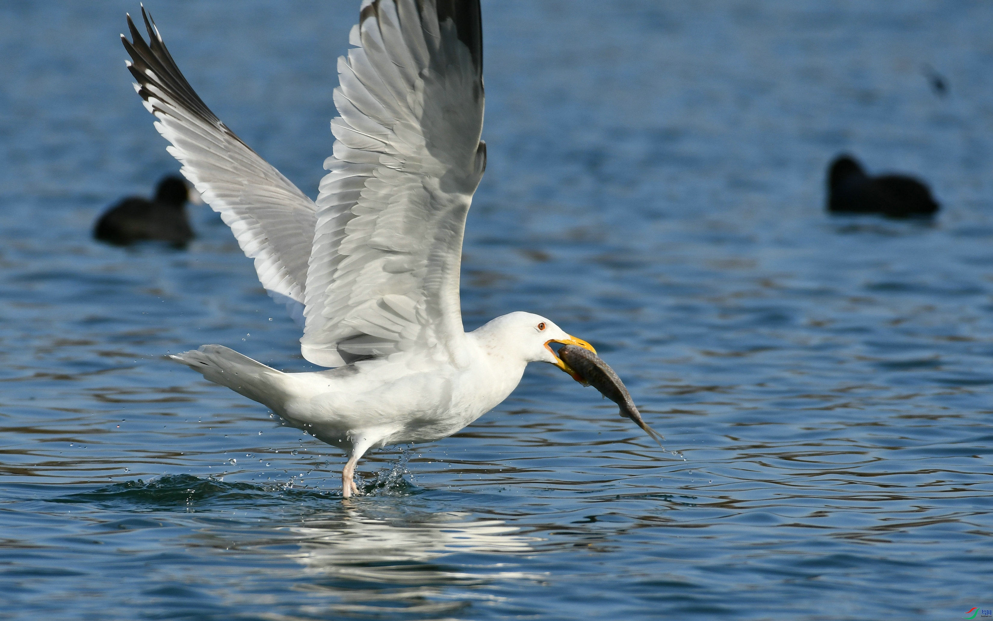 DSC_4368.JPG