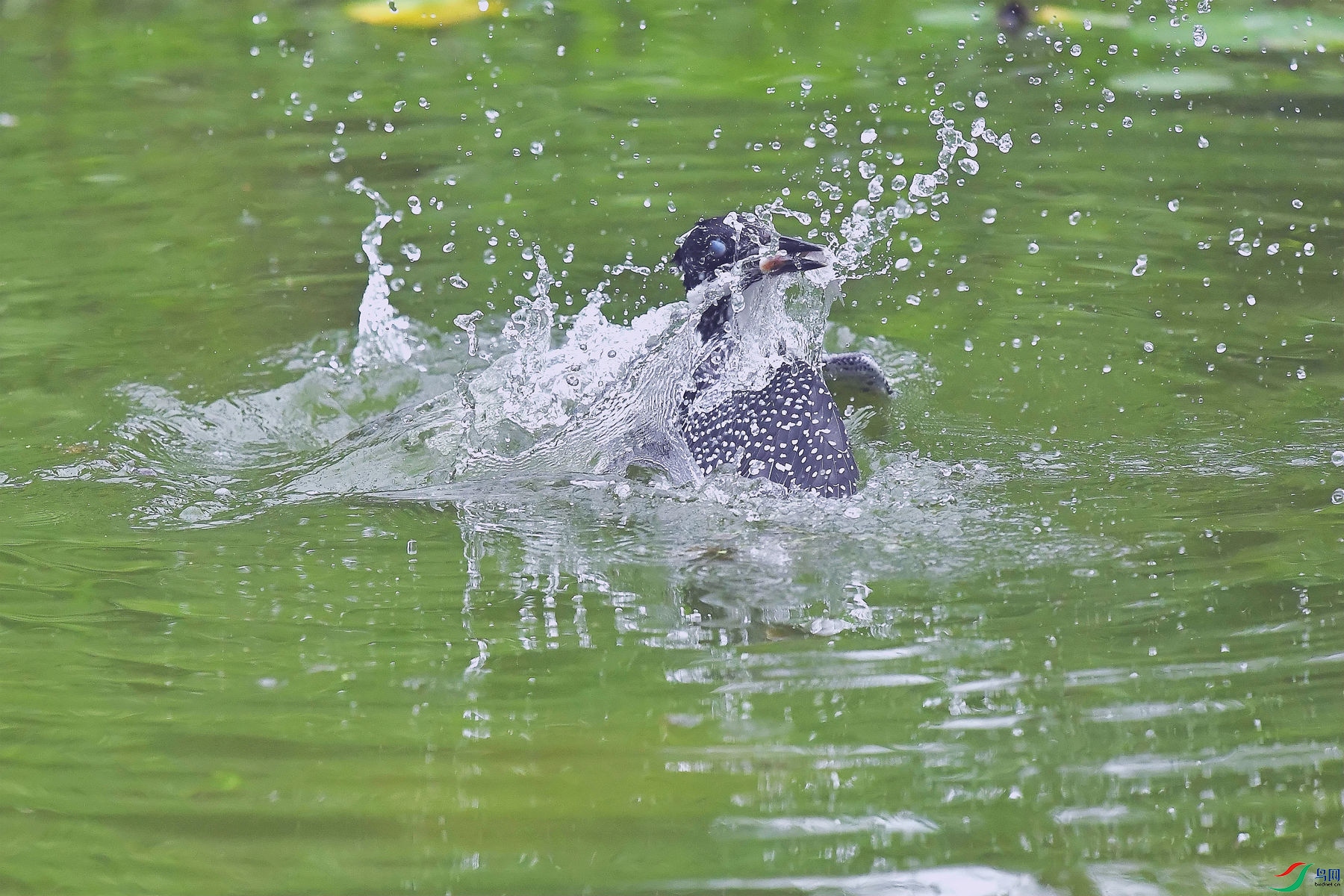 DSC_9440_����.jpg