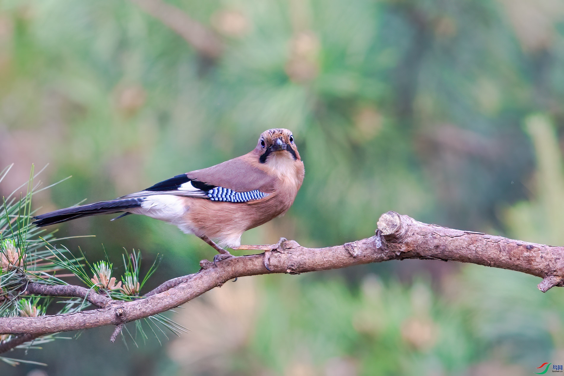 a_31171-1.jpg
