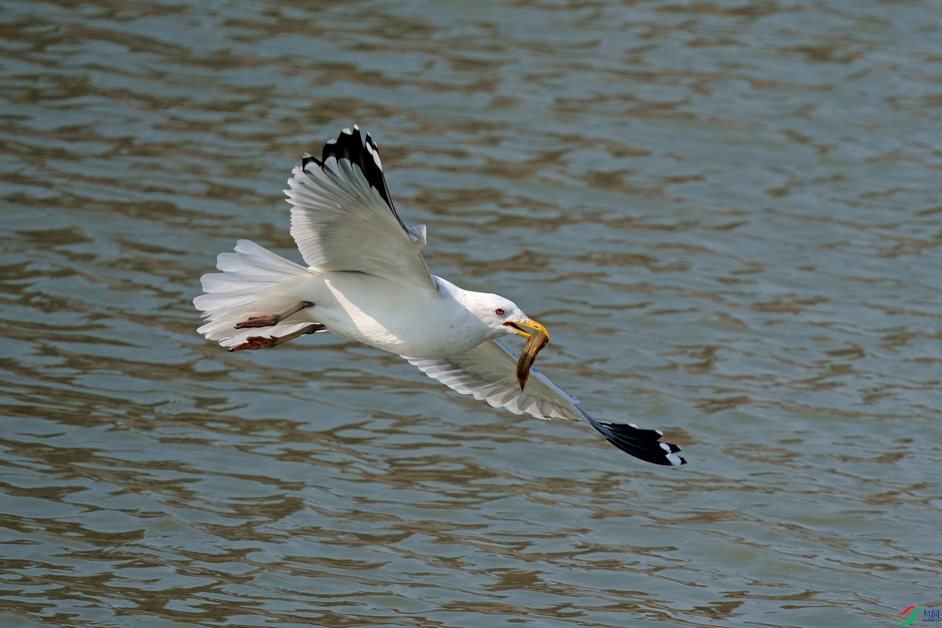 DSC03602-1.jpg