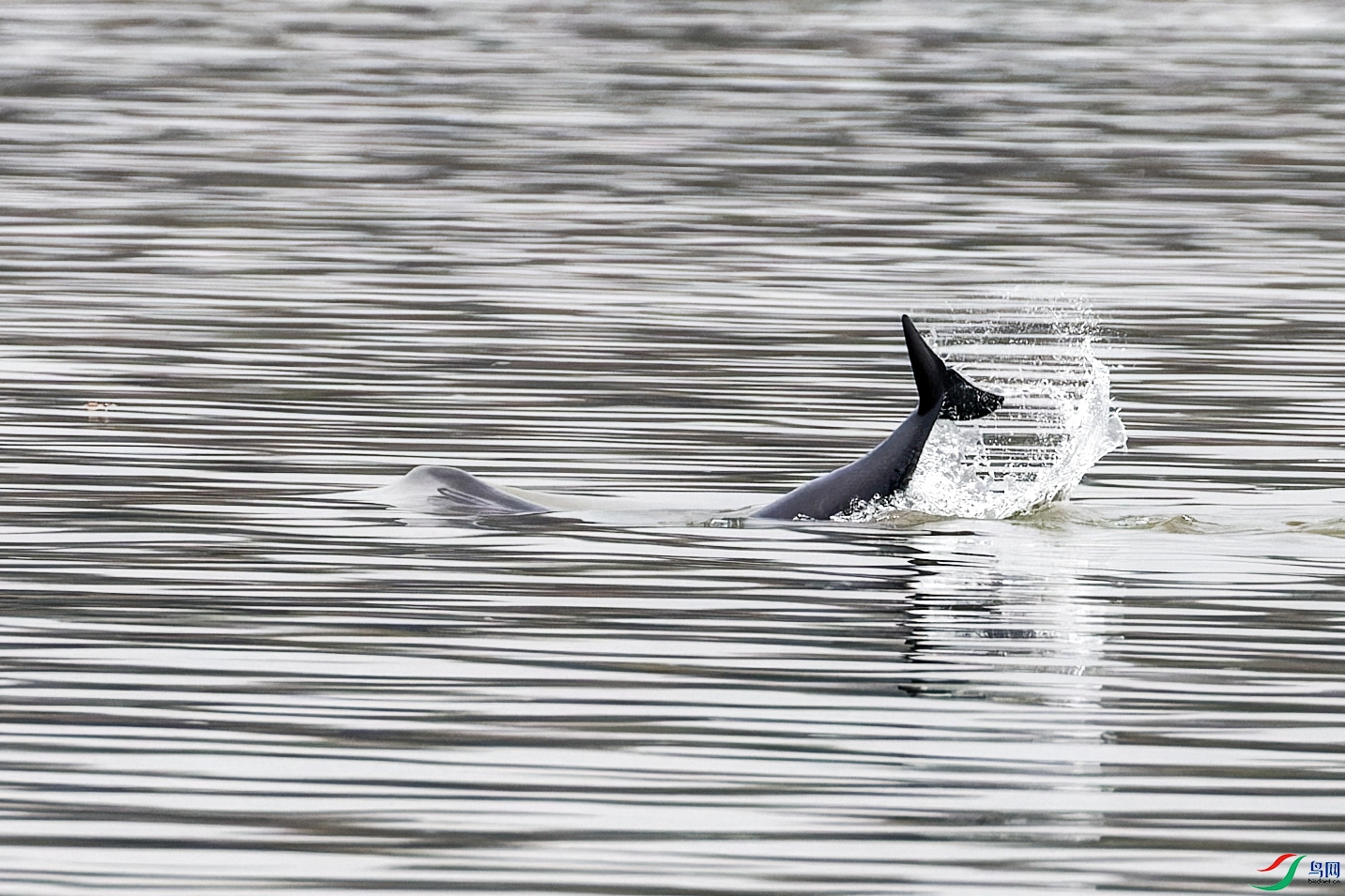 CC0V0105-CR2_DxO_DeepPRIMEXD-1.jpg
