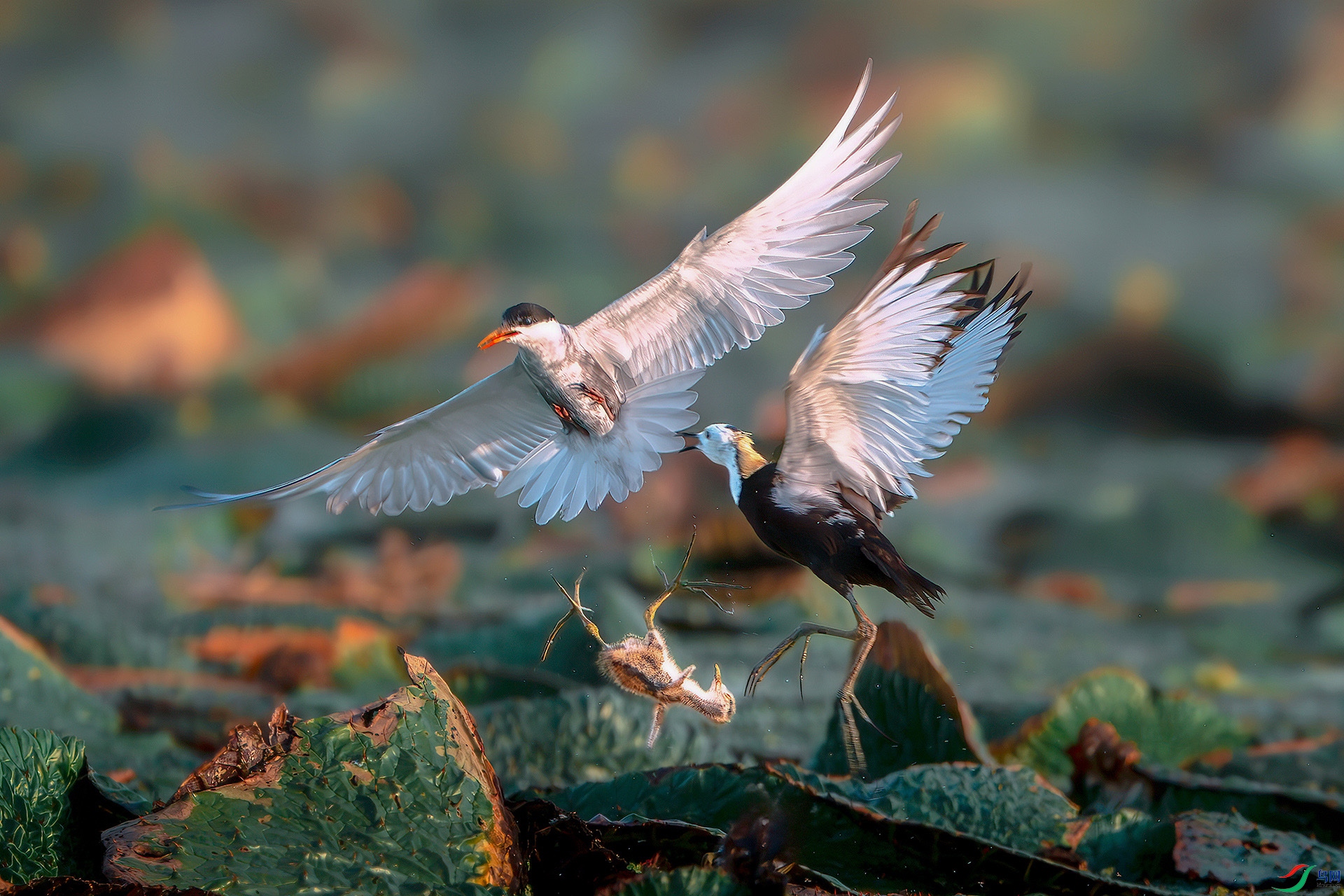 d2e21f70715b76c11c2fac266221da1(1) ����.jpg