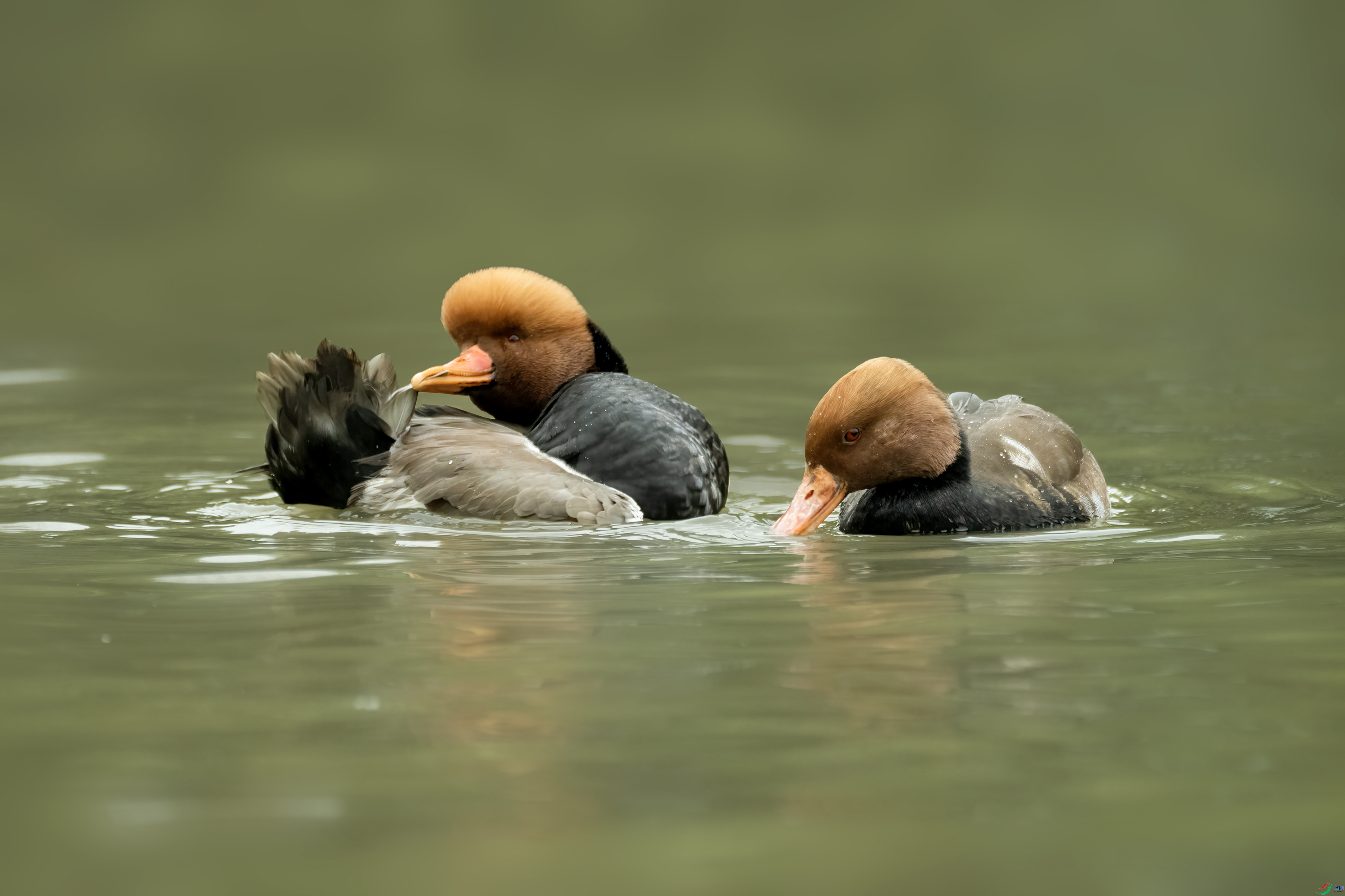 DSC08182 ����.jpg