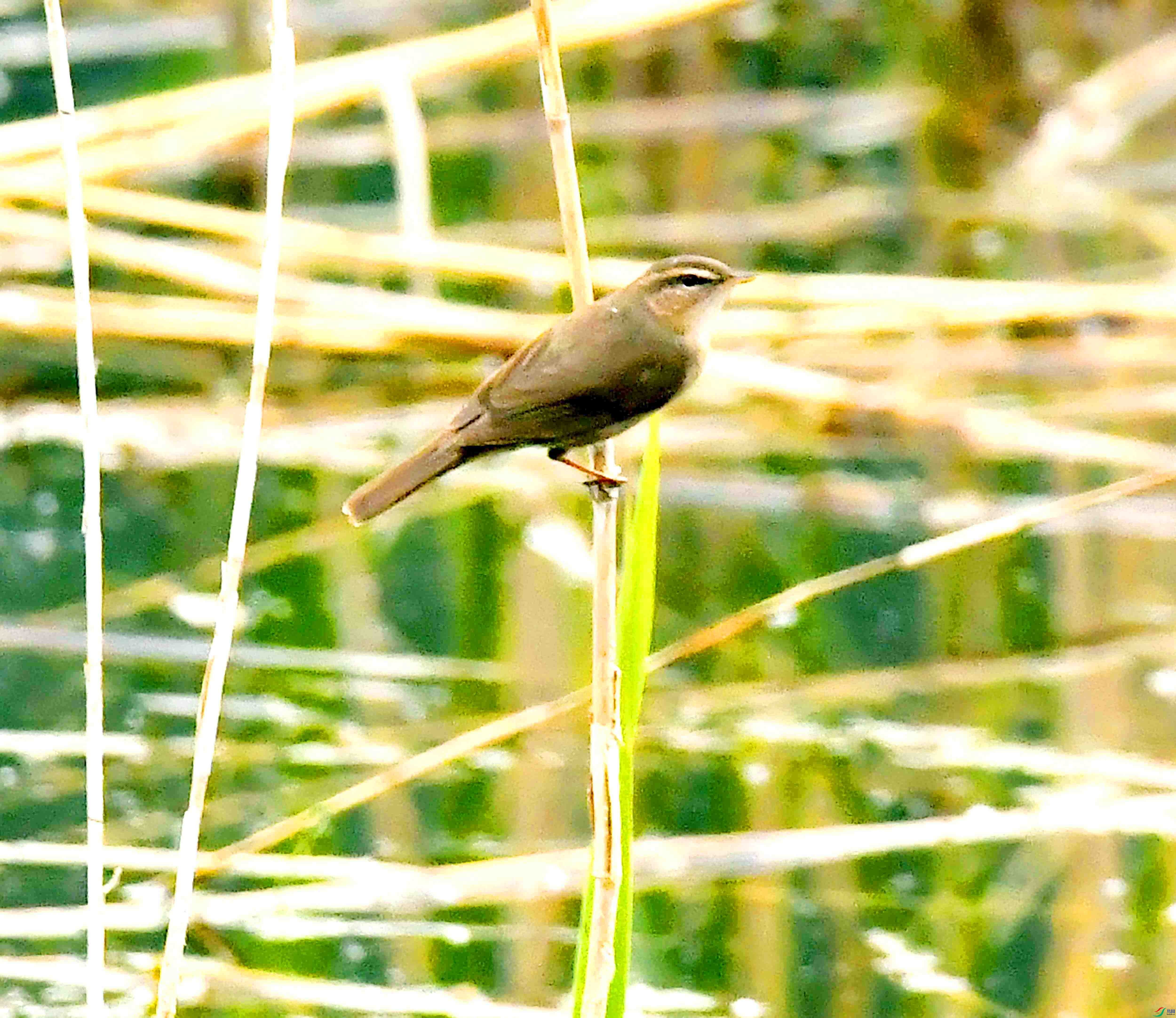 DSC_9599.JPG