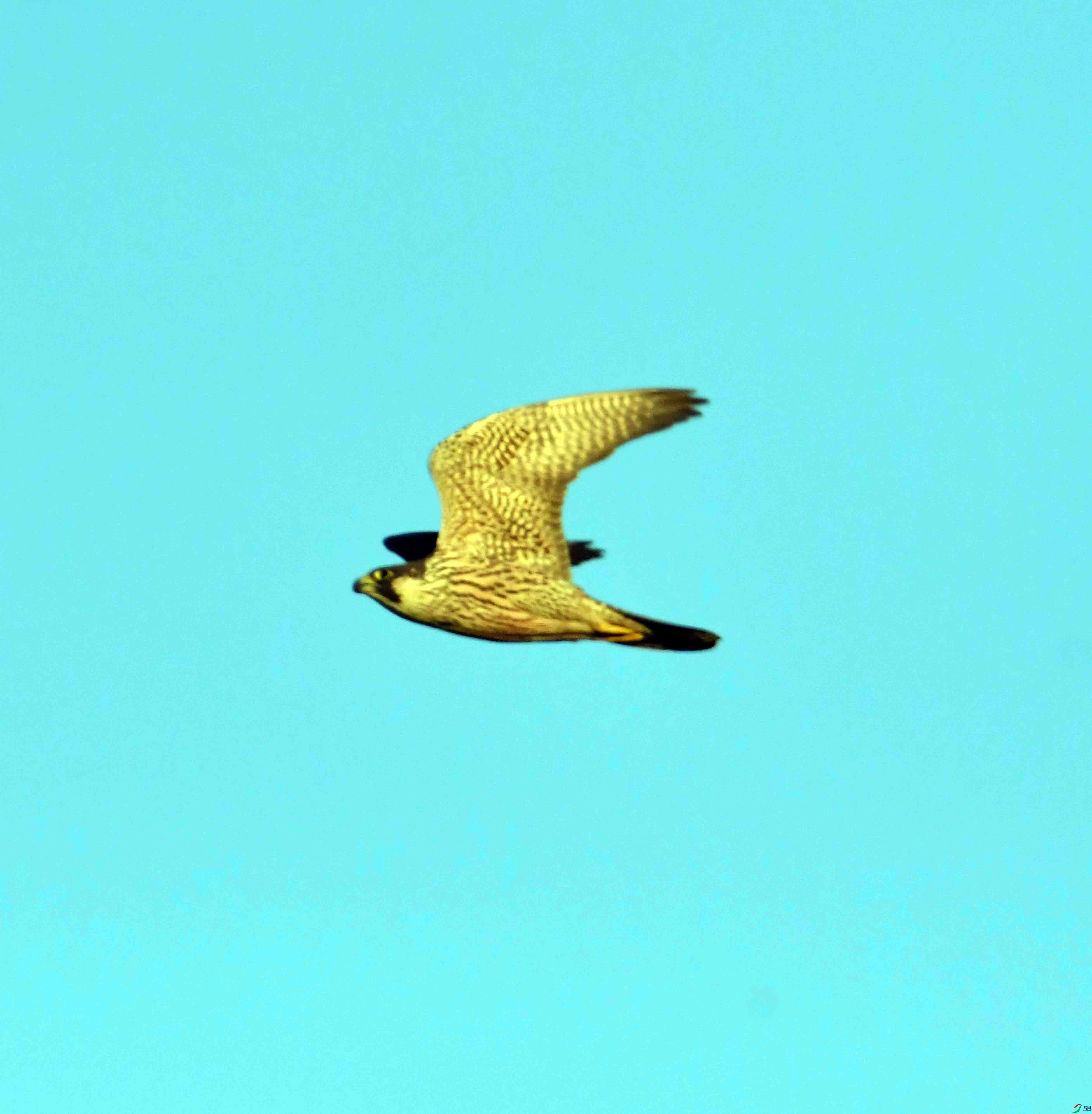 DSC_2229.JPG