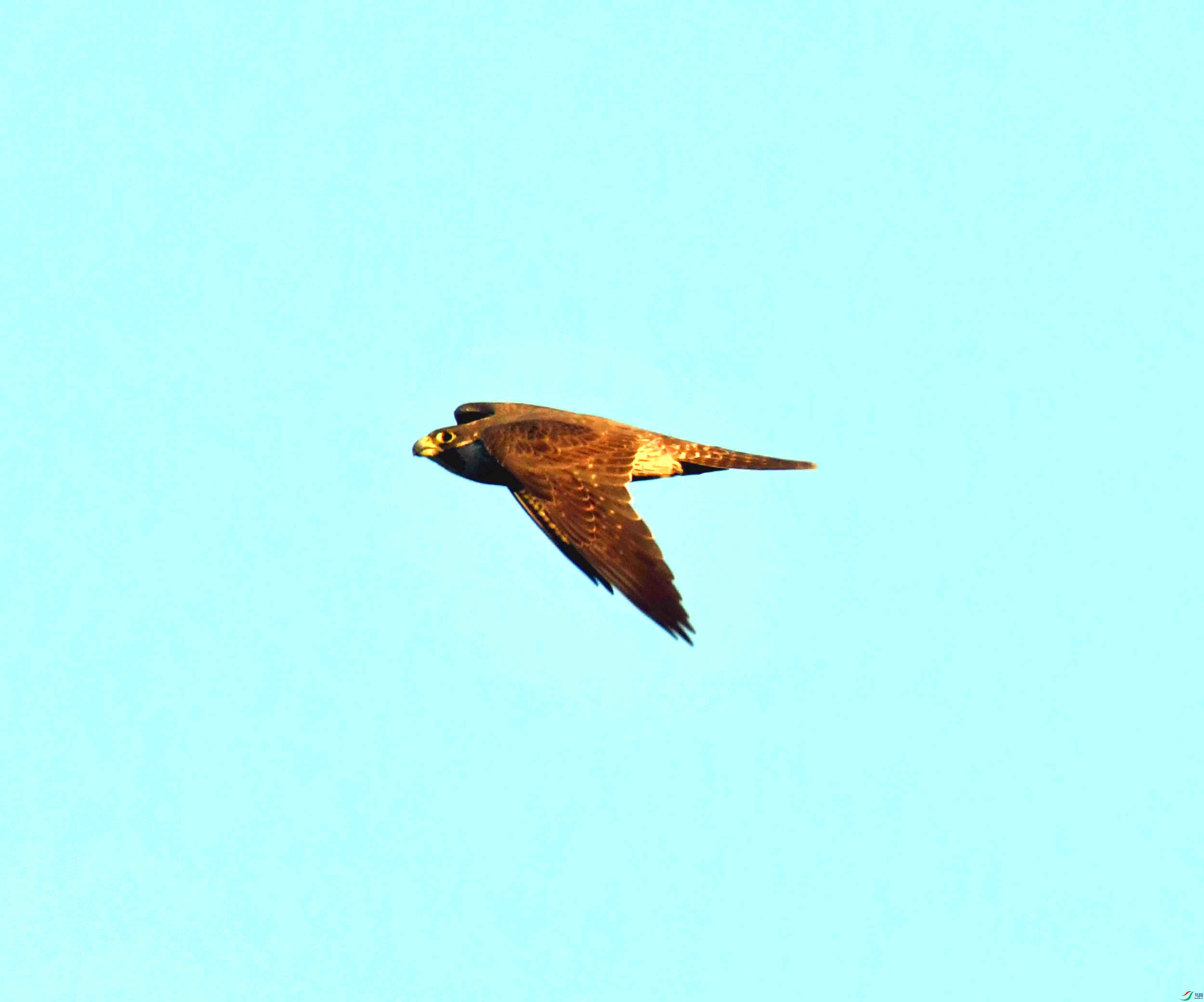 DSC_2227.JPG