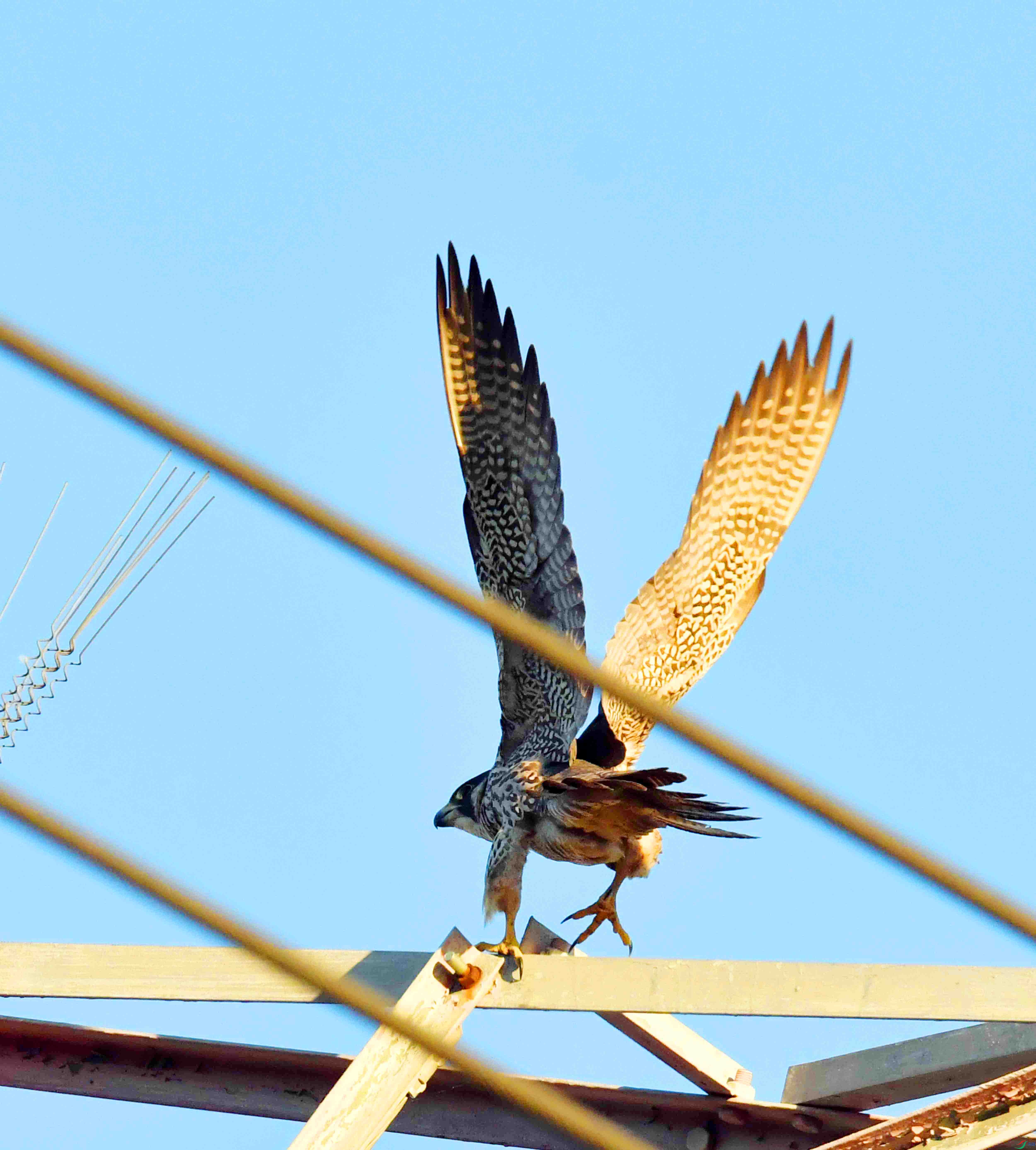 DSC_2247.JPG