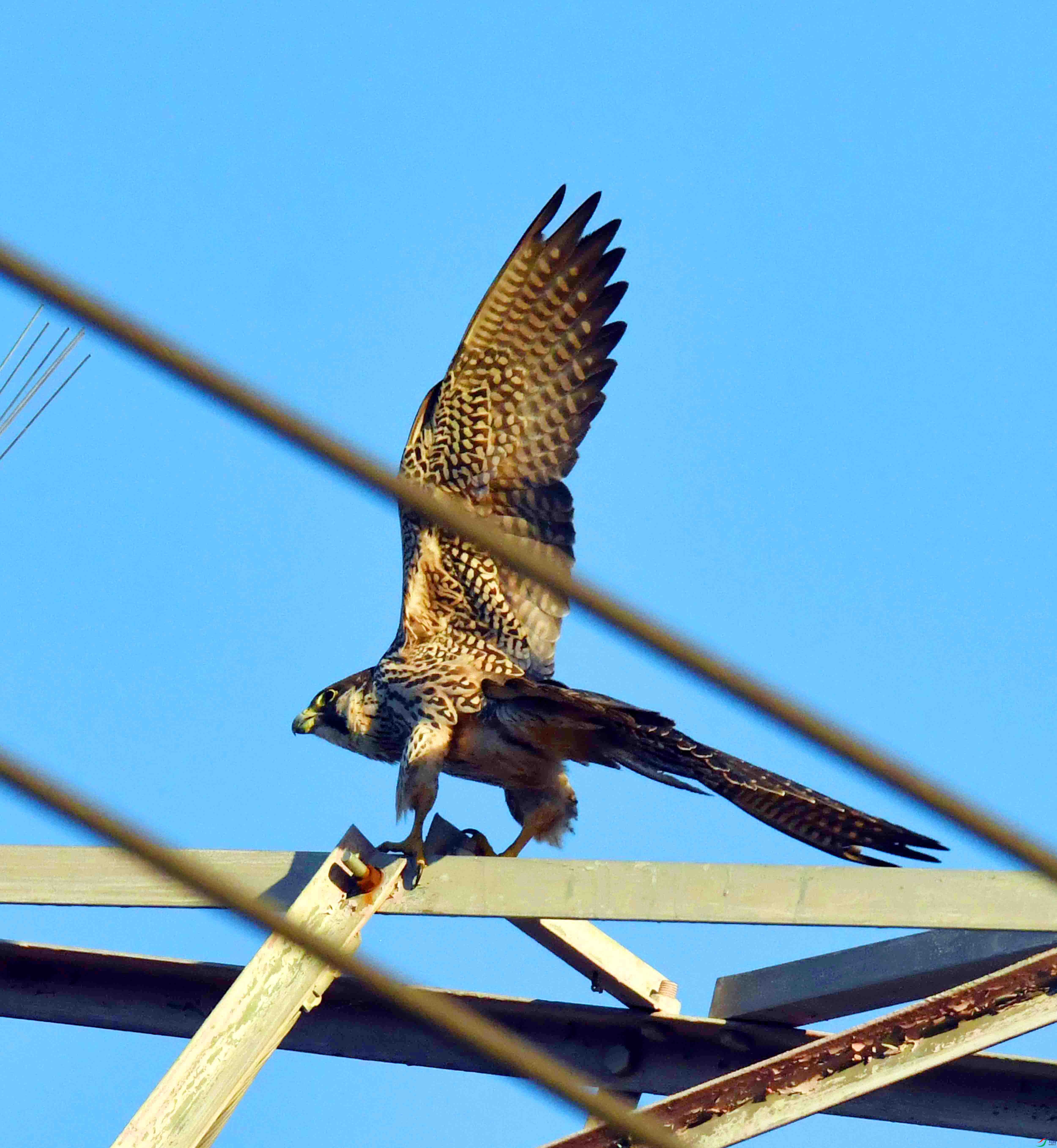 DSC_2248.JPG