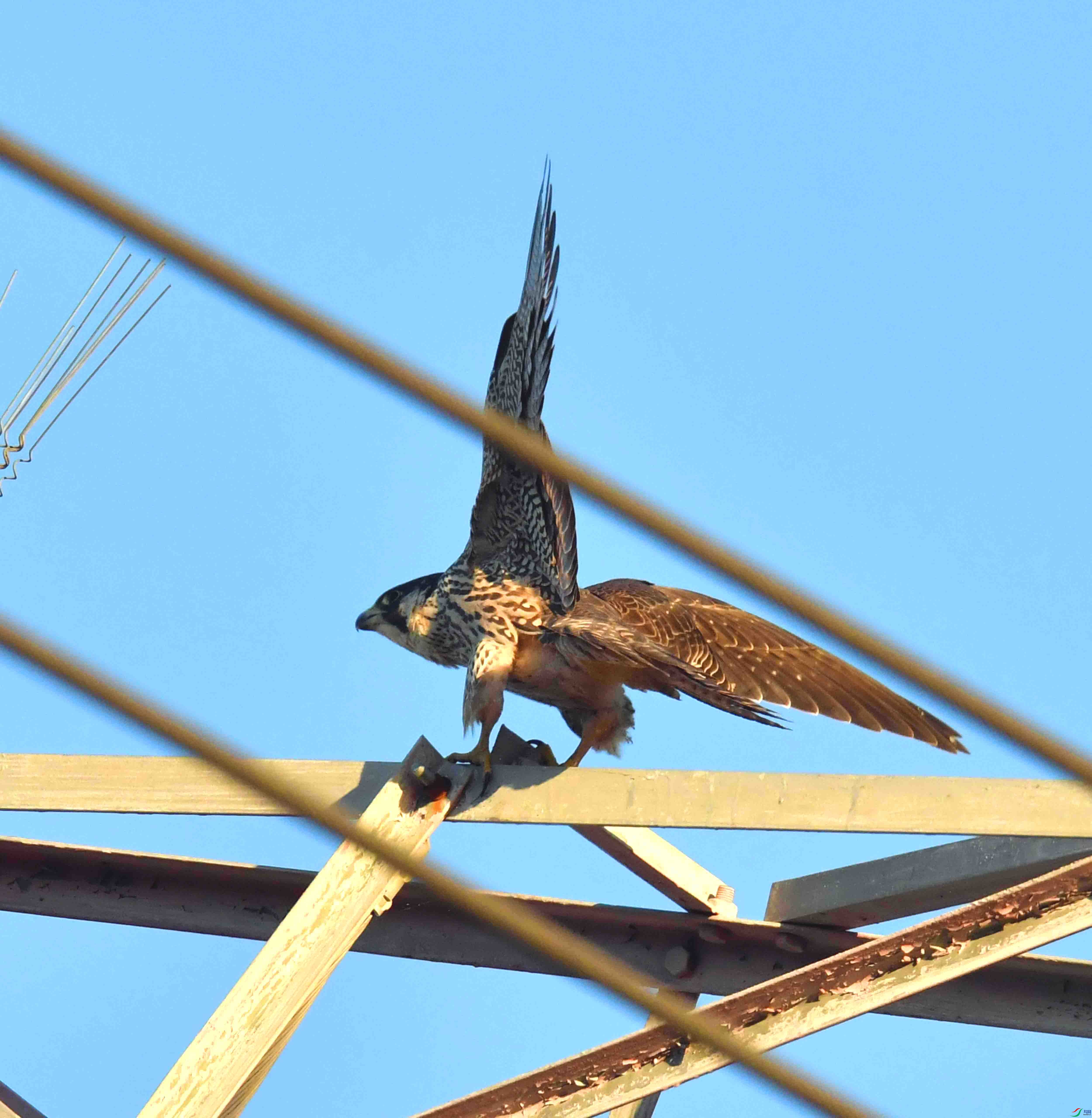 DSC_2249.JPG