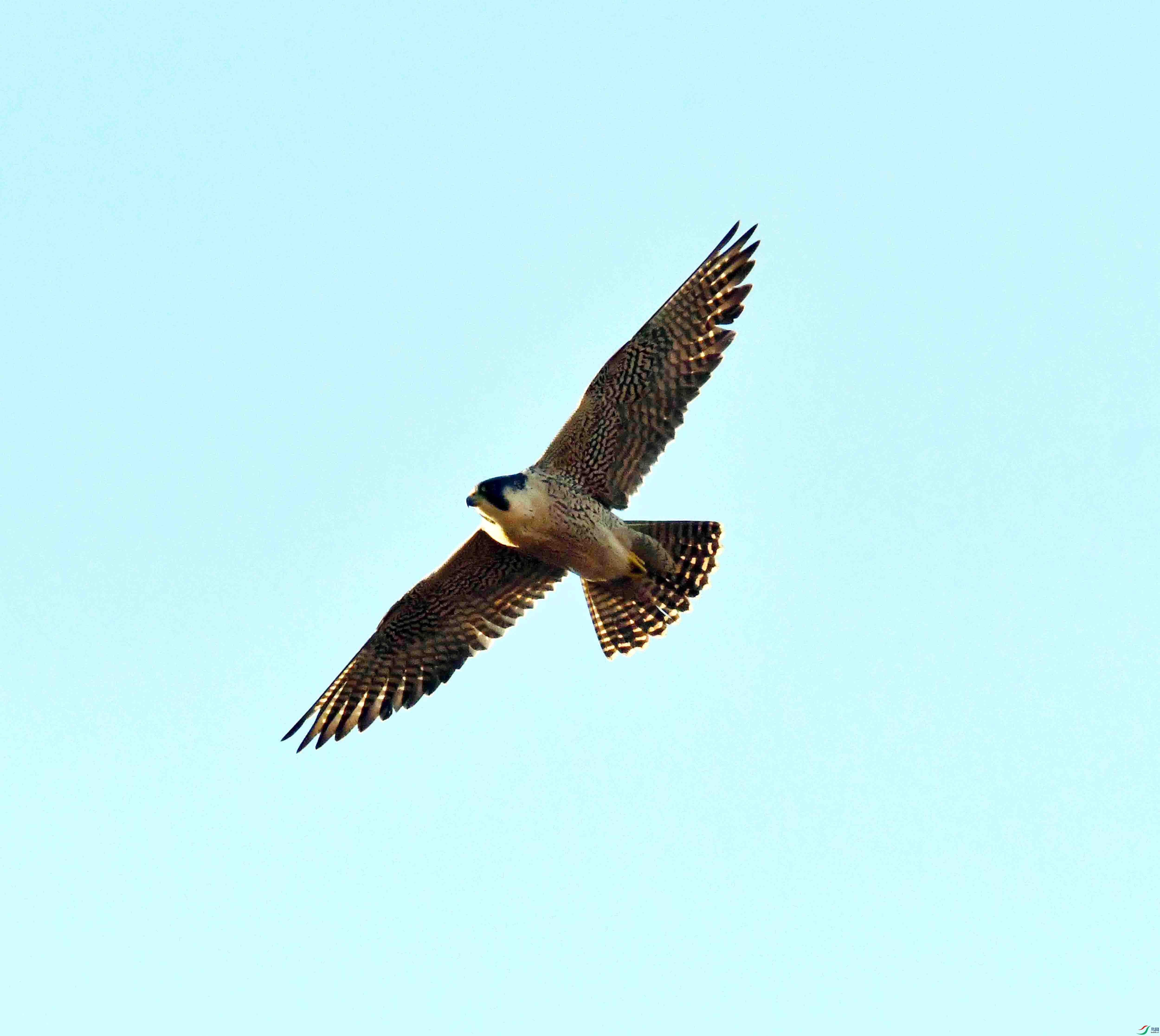 DSC_9236.JPG