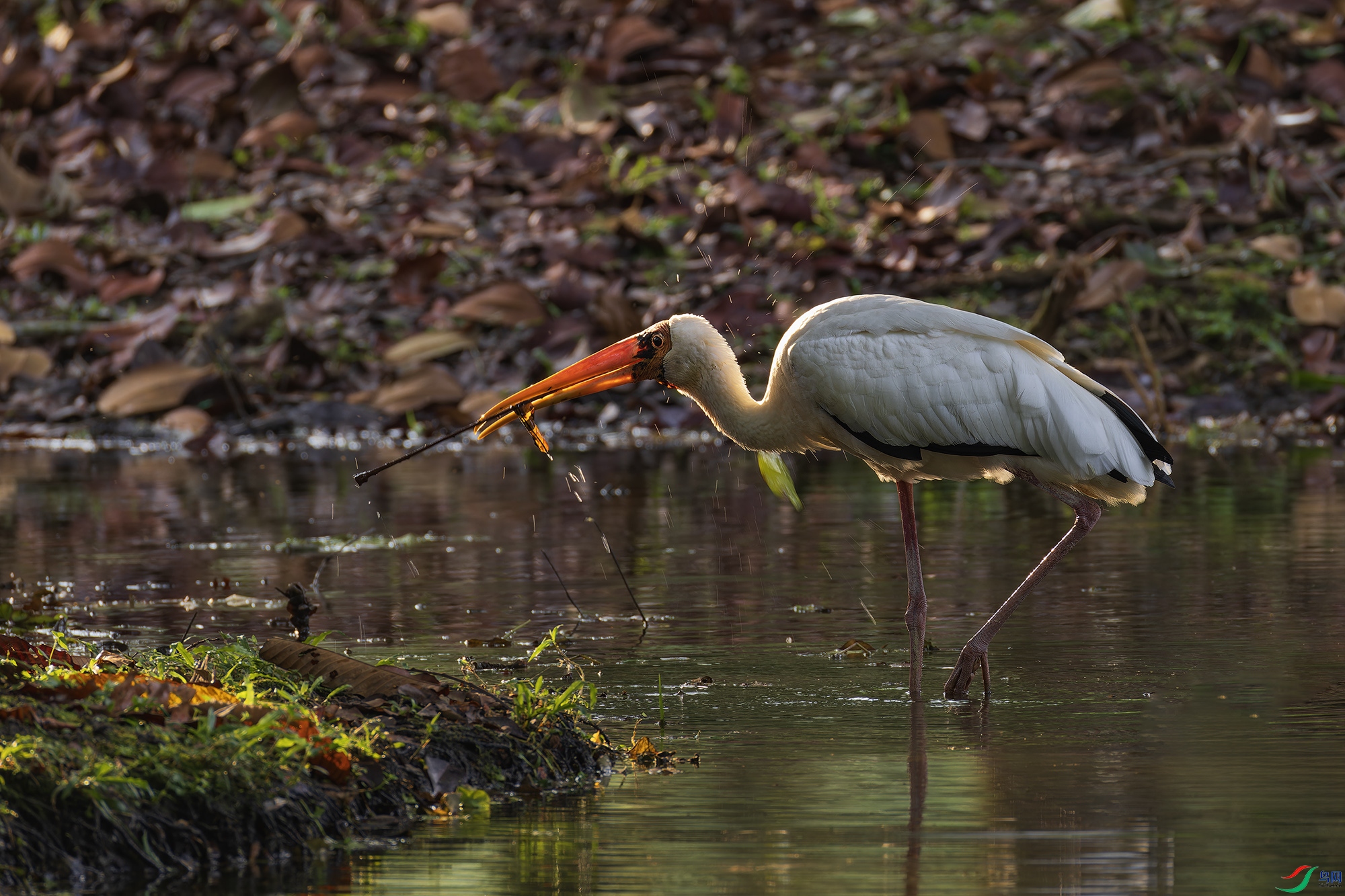 _97A5256-CR3 copy.jpg