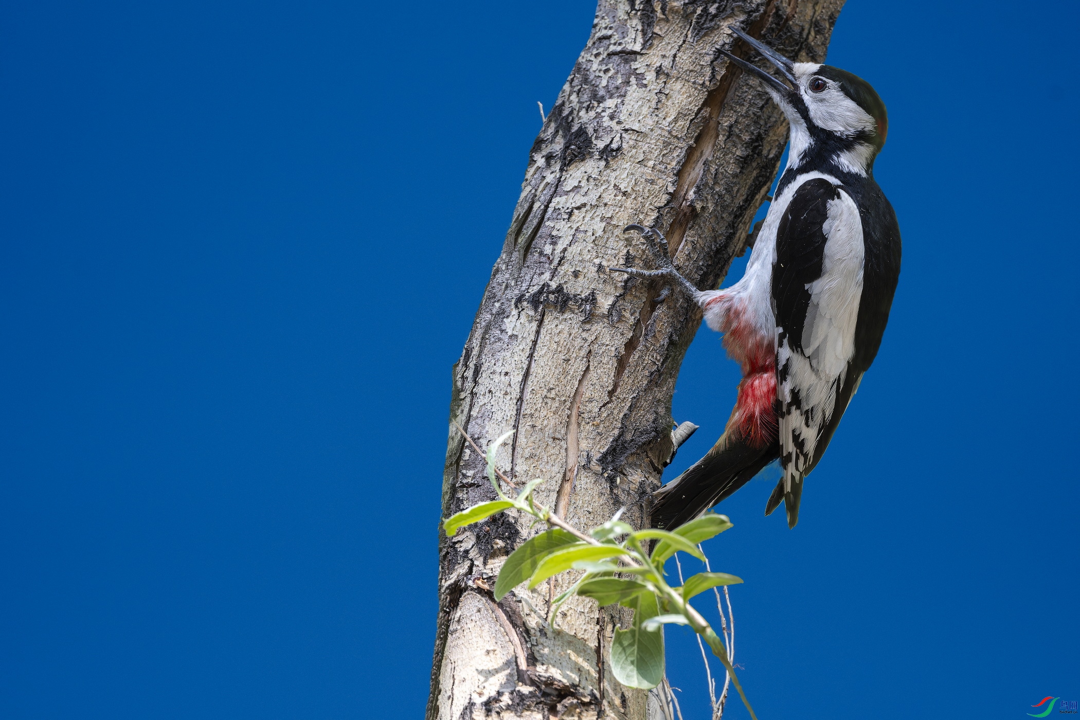 �׳���ľ�񣨶��� (1)-1.jpg