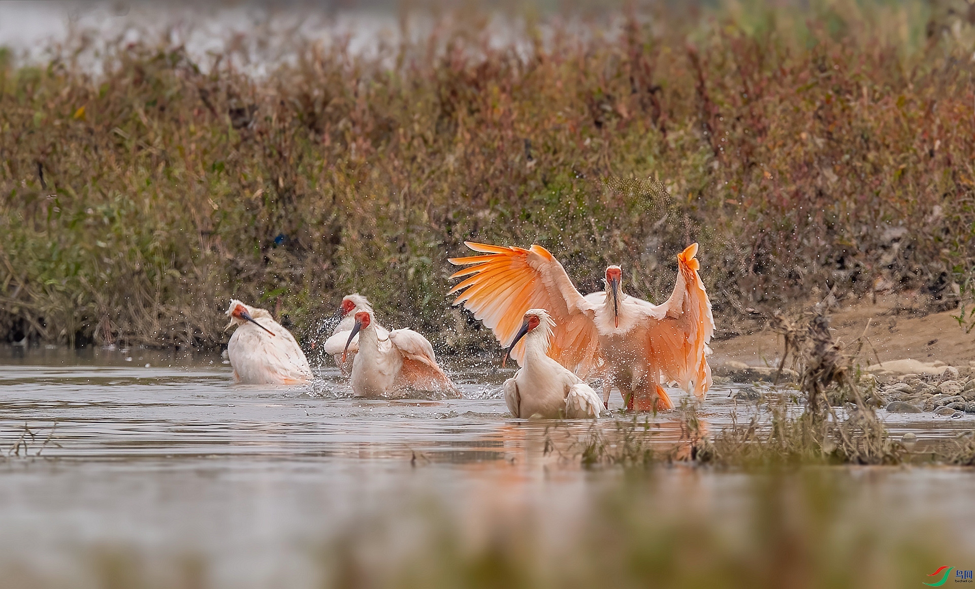 DSC_0303 ����_����.jpg