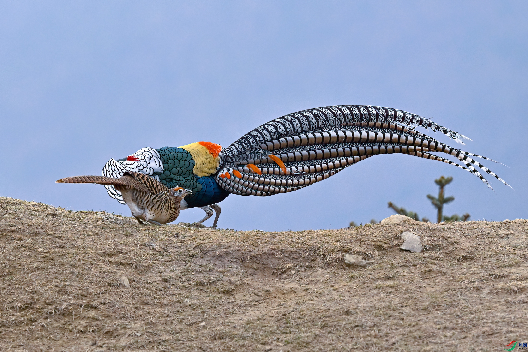 _DSC5091x.jpg