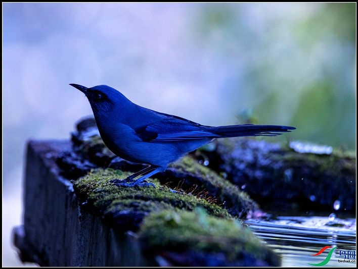 ��ɫ����