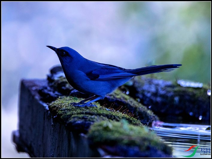 ��ɫ����