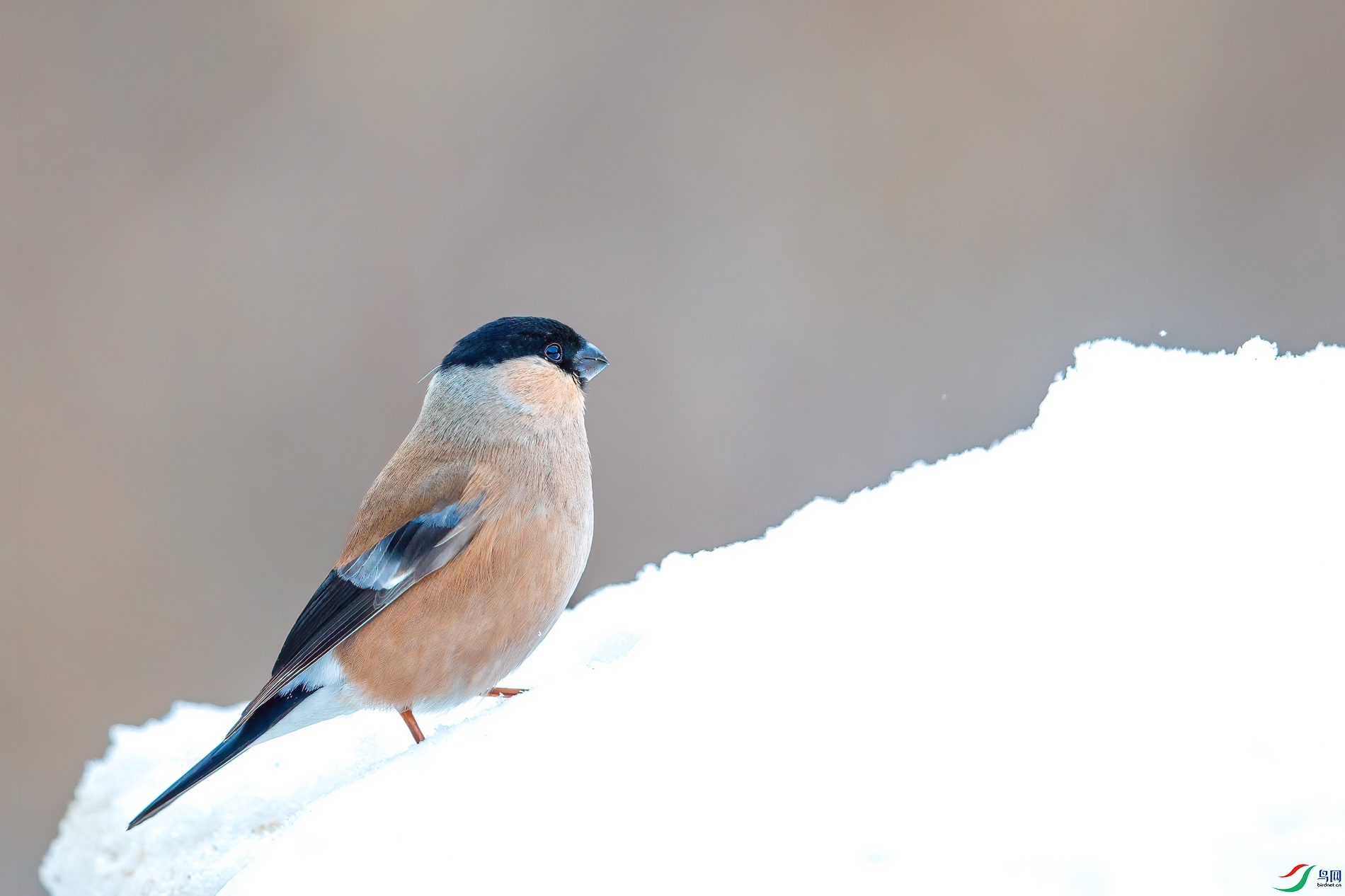 AQ4P6435-1.jpg