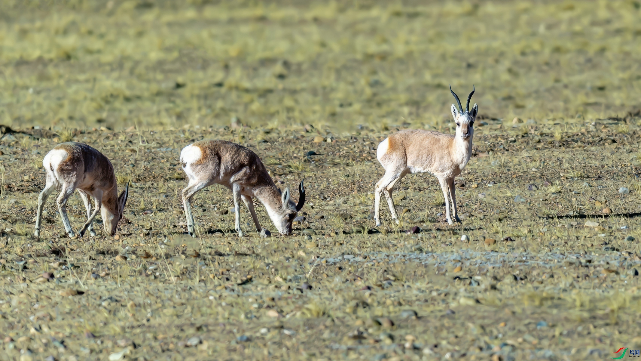 _DSC4011.jpg��ԭ��_����-topaz-enhance-2.6x-topaz-sharpen-topaz-sharpen_����.jpg