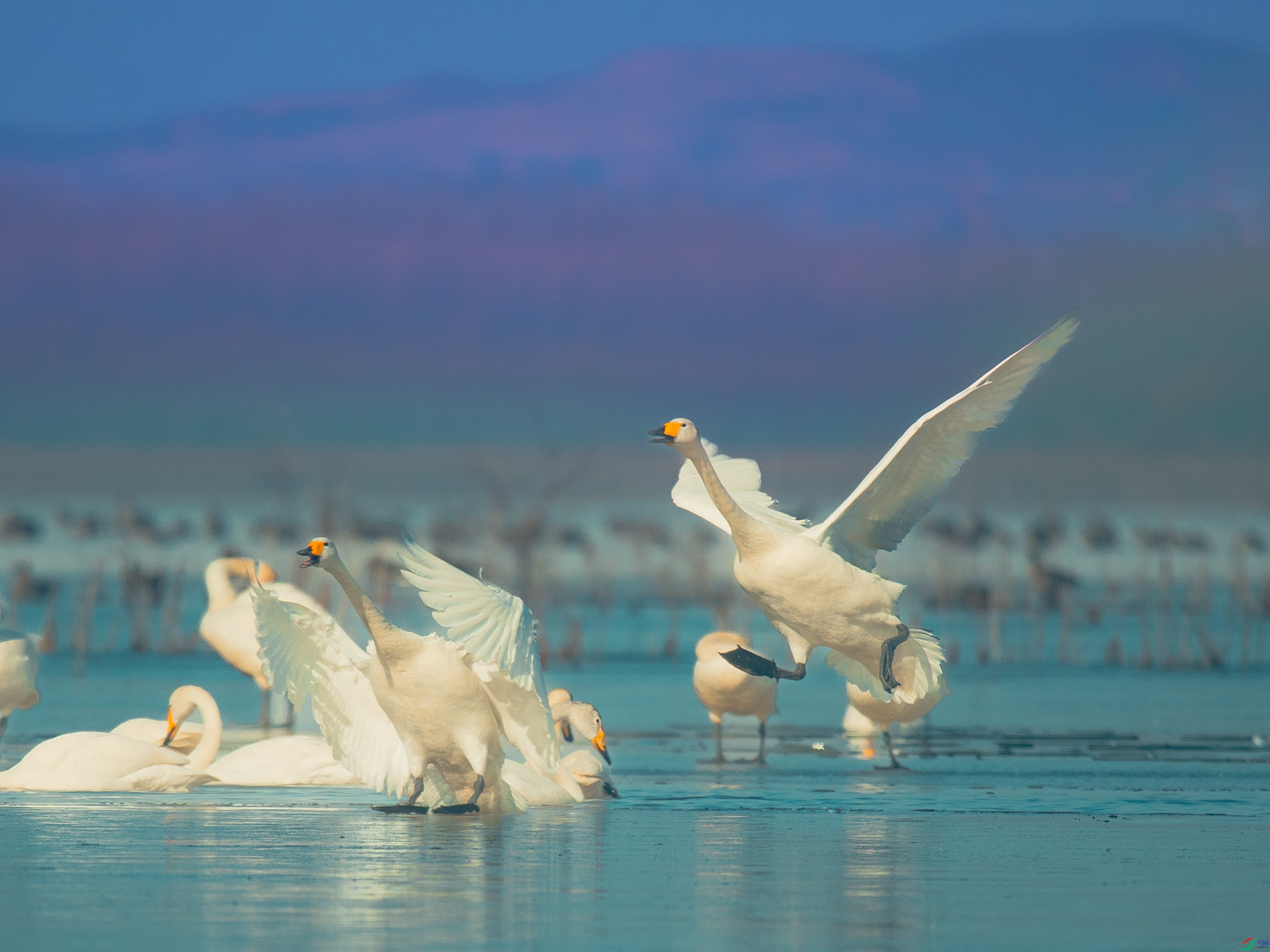 ǿ������