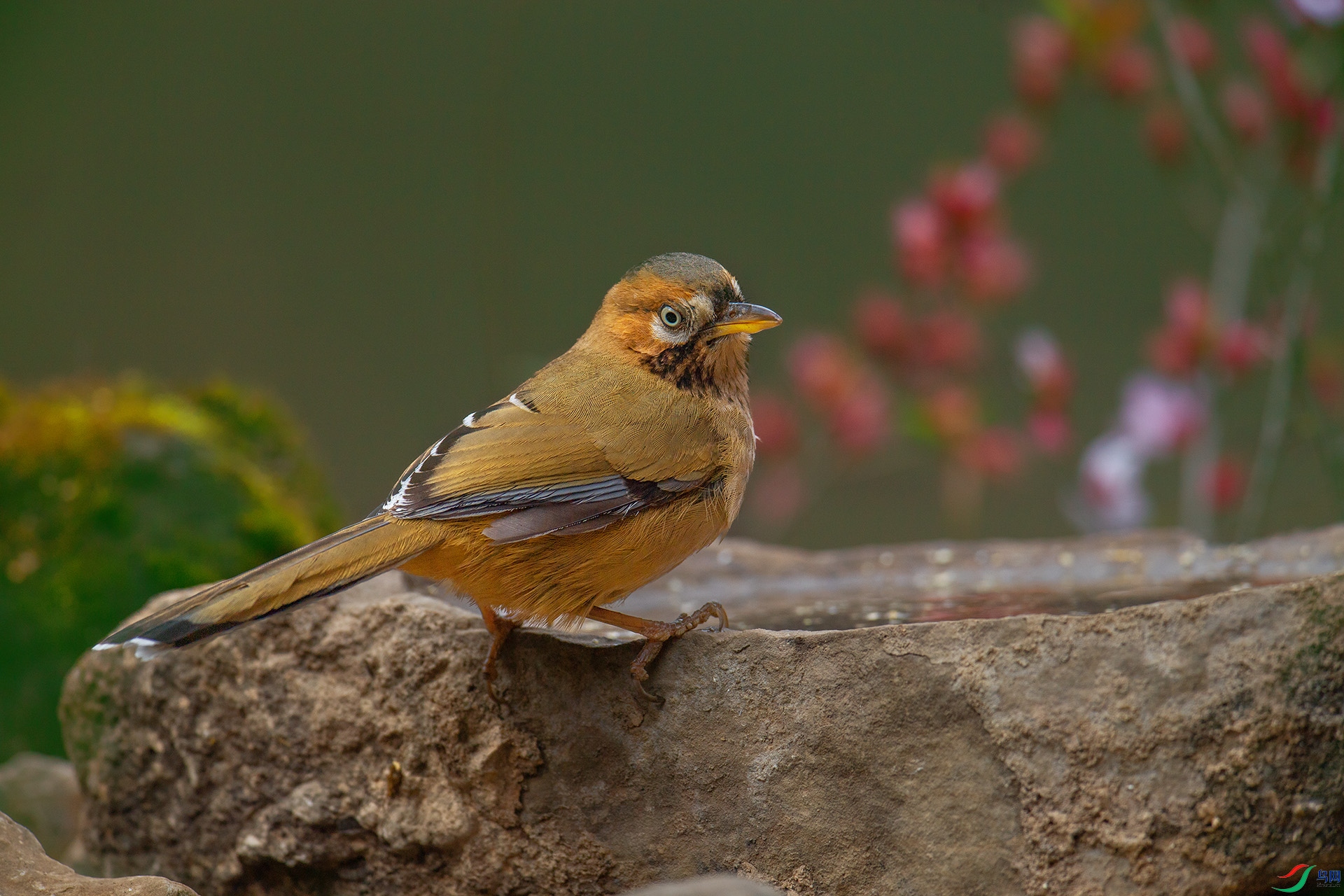 DSC_7555 -1.jpg
