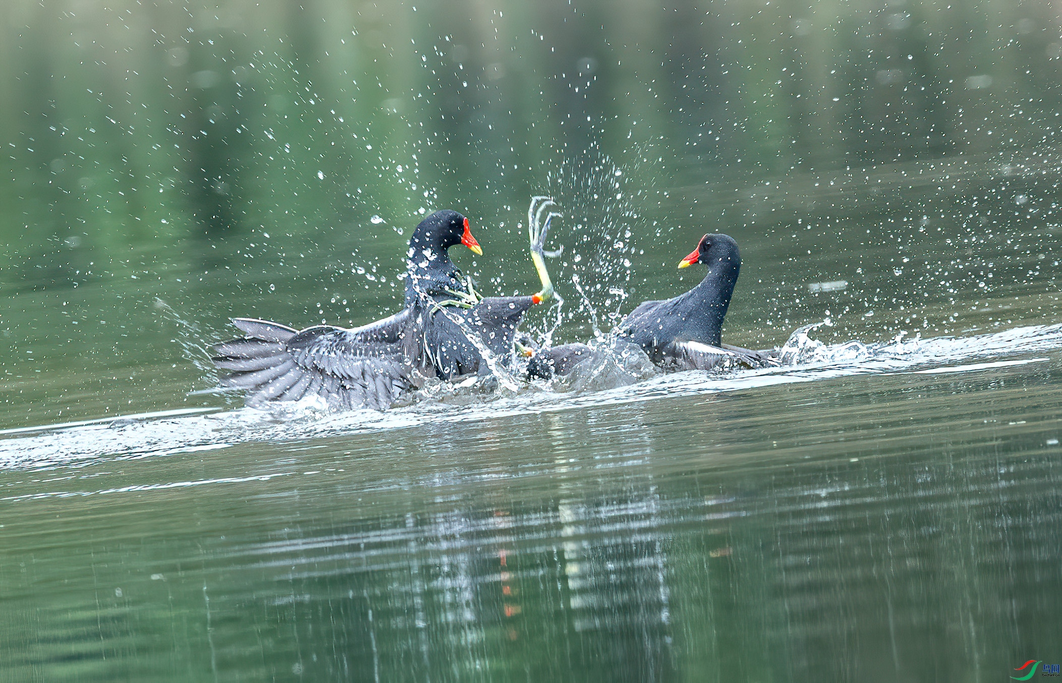 DSC_1595.jpg