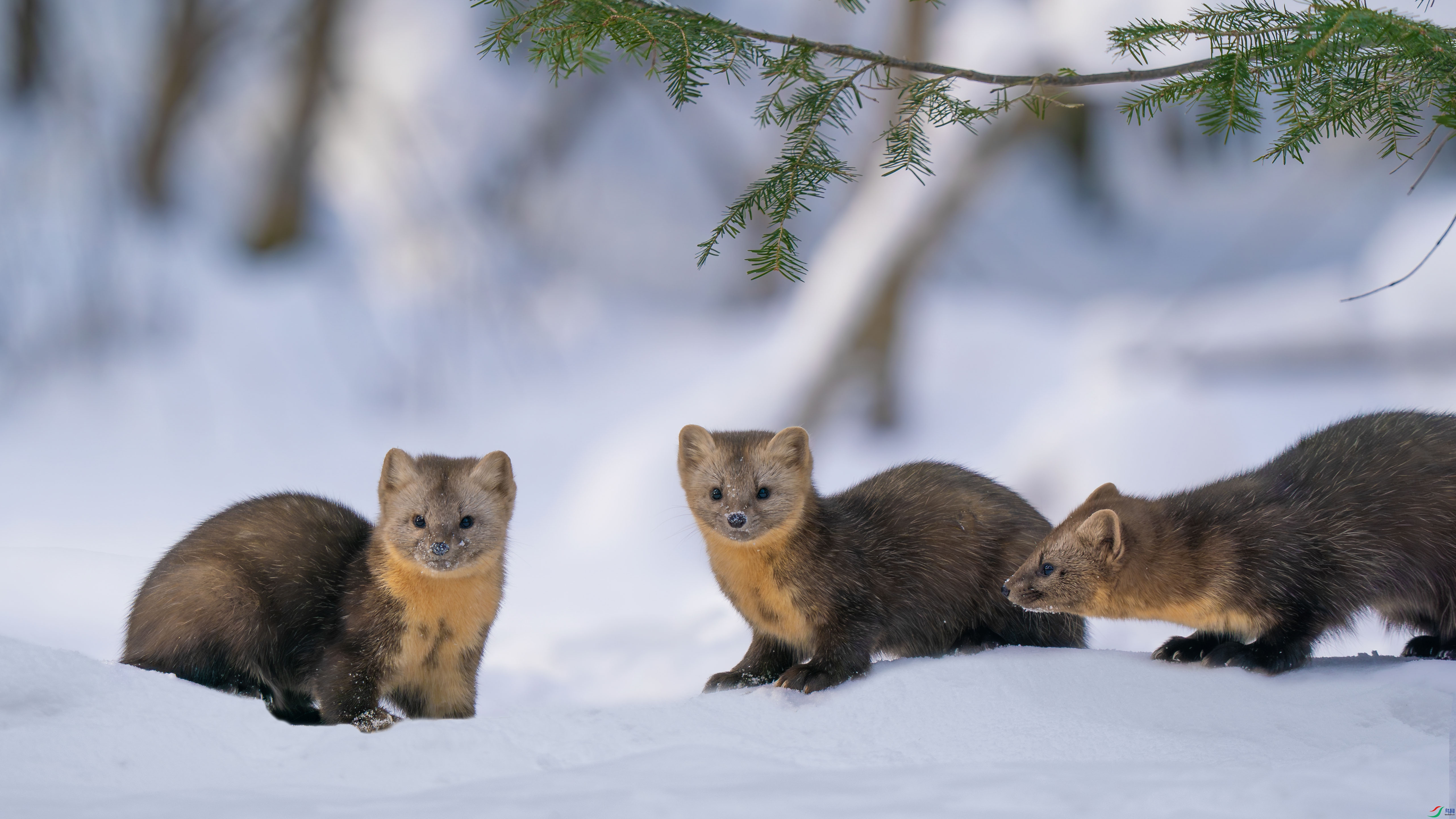 DSC09257-����ǿ-NR ���� 2.jpg