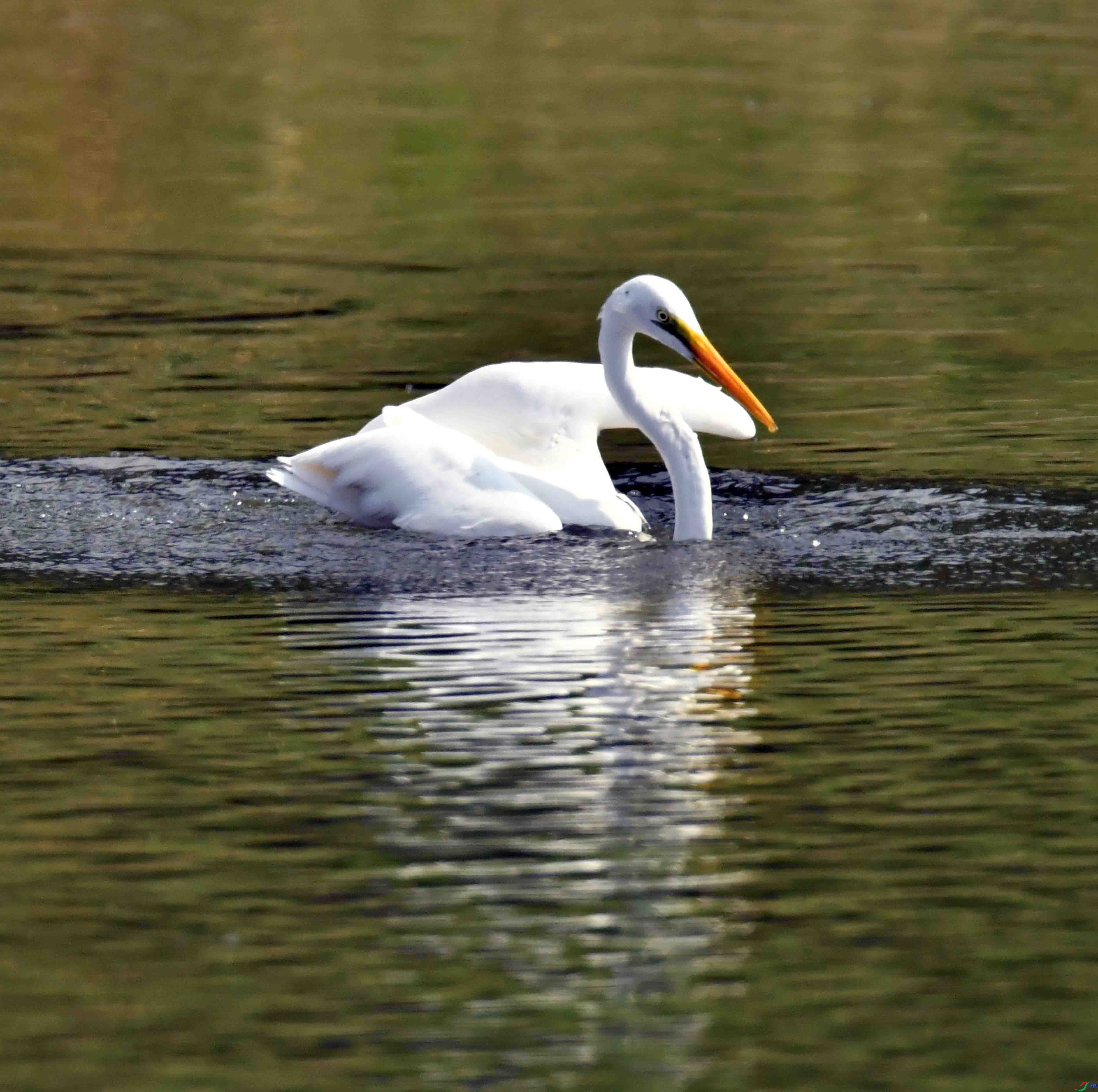 DSC_0314.JPG