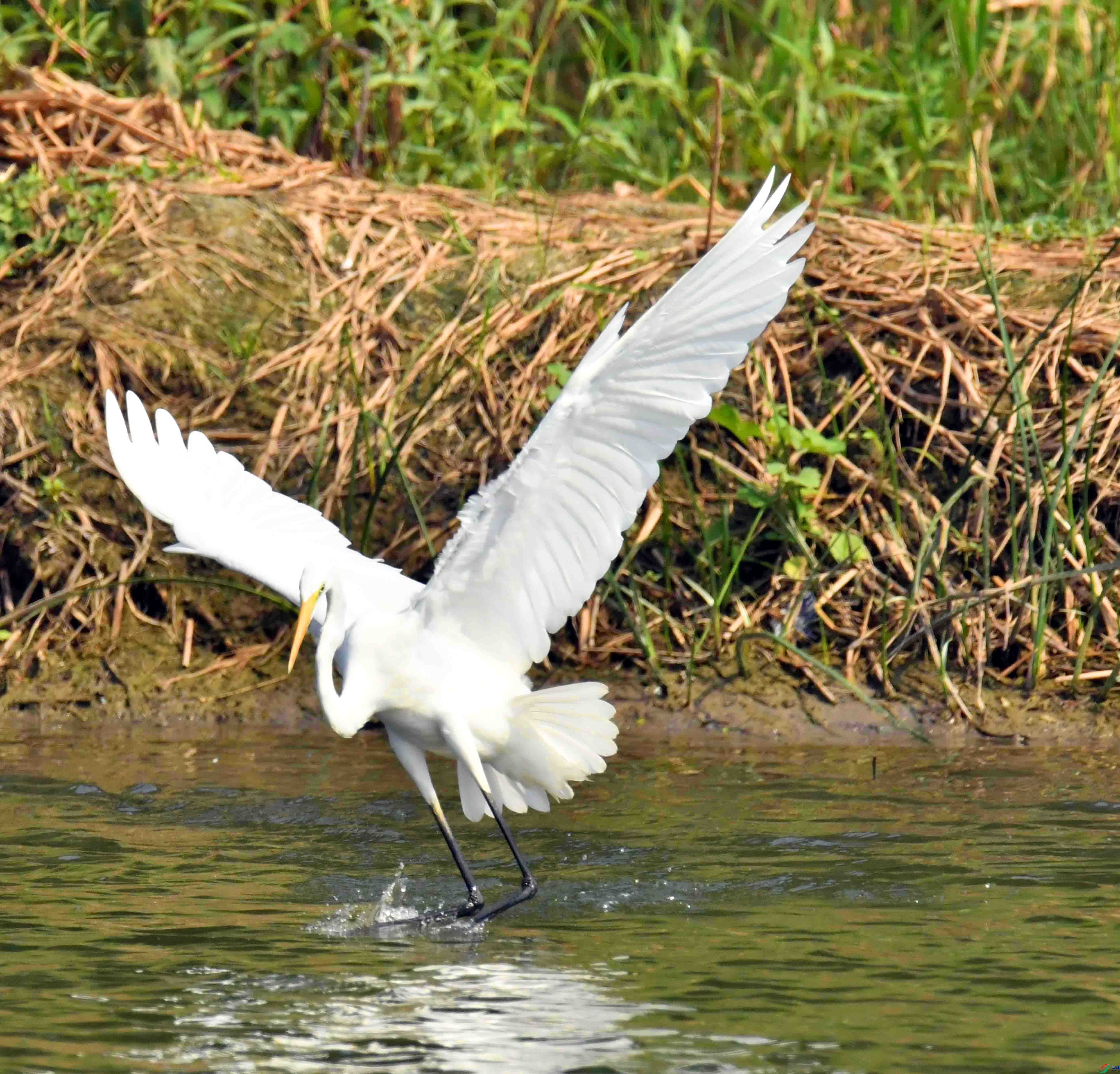 DSC_0416.JPG