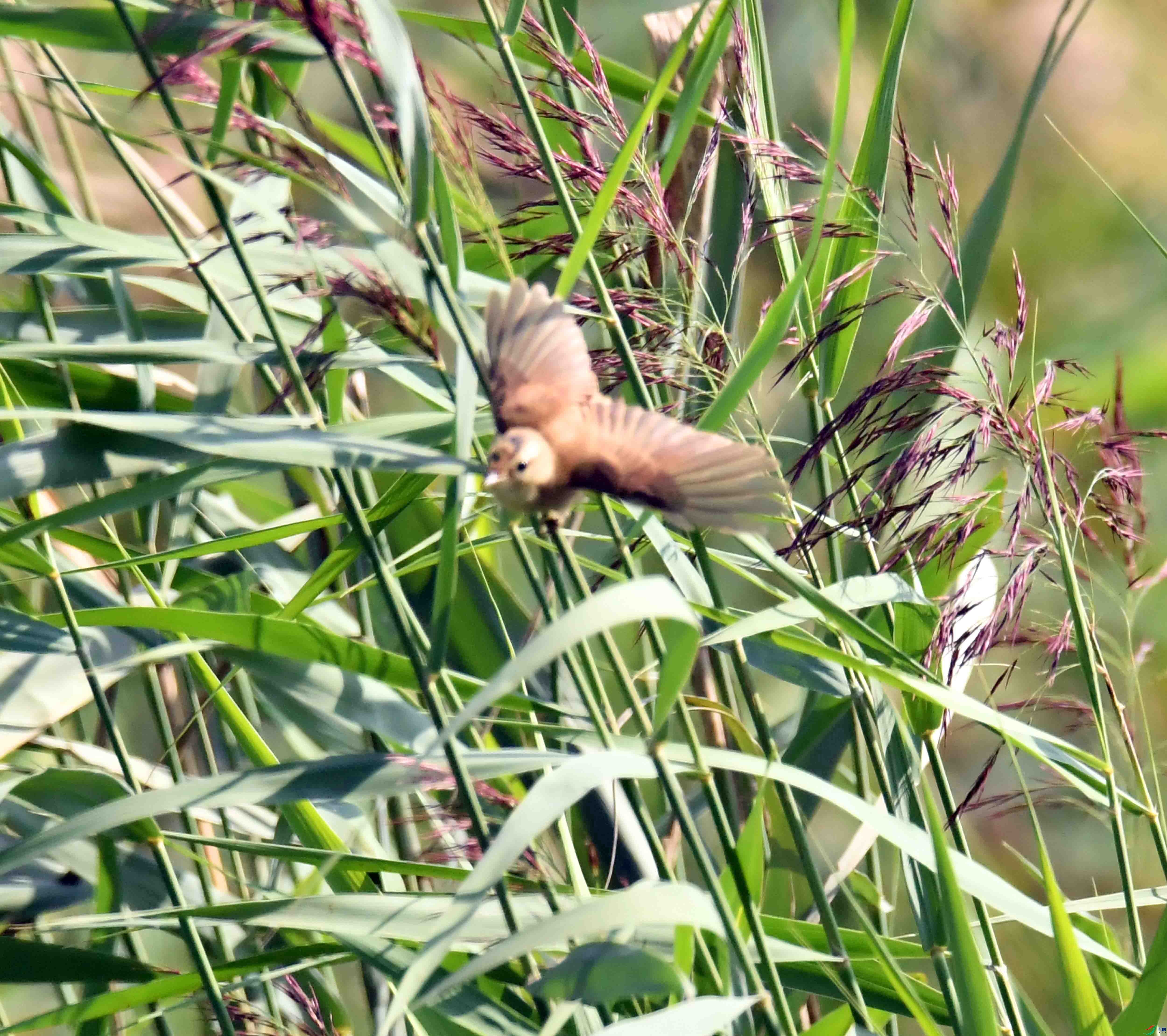 DSC_3184.JPG