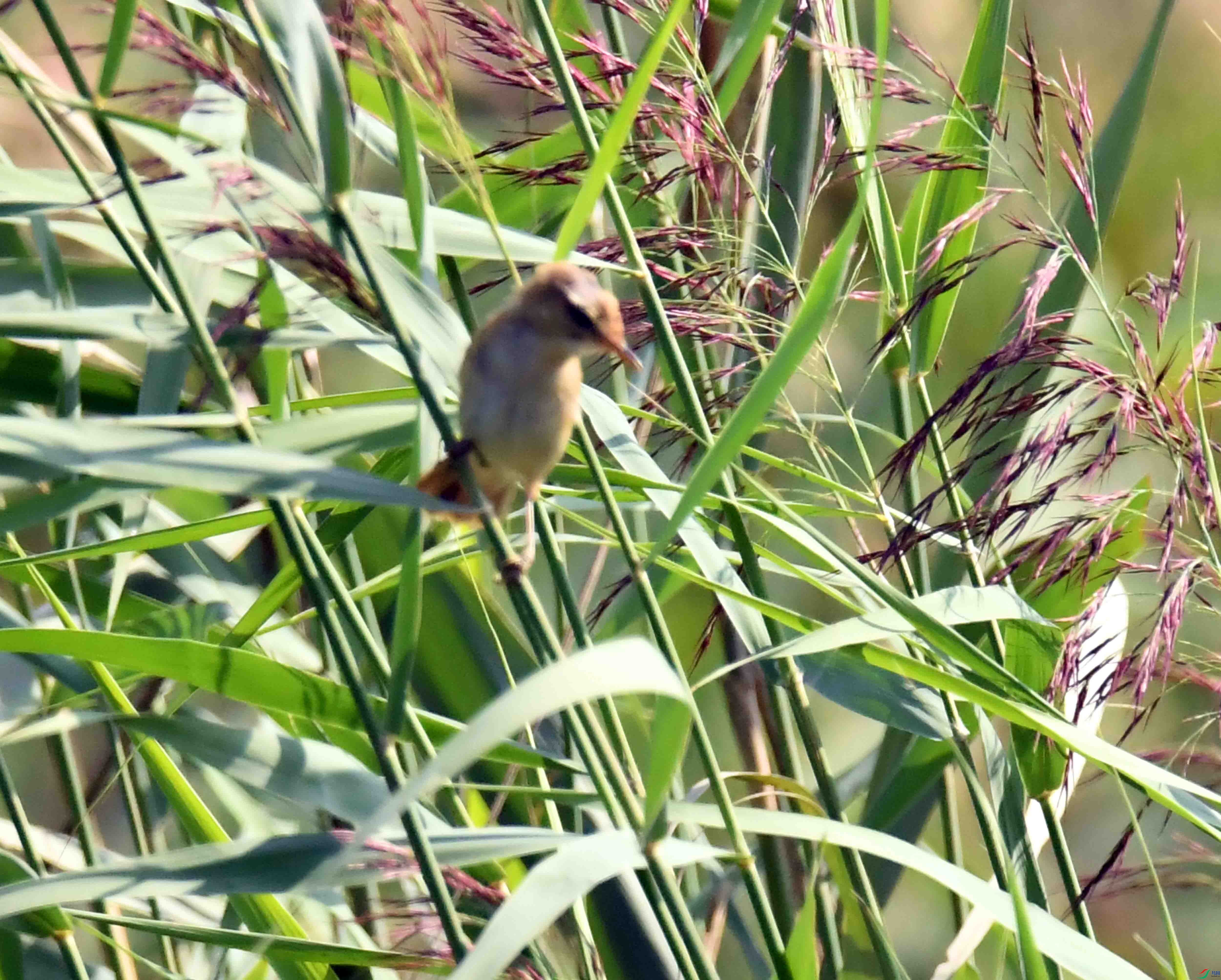 DSC_3182.JPG