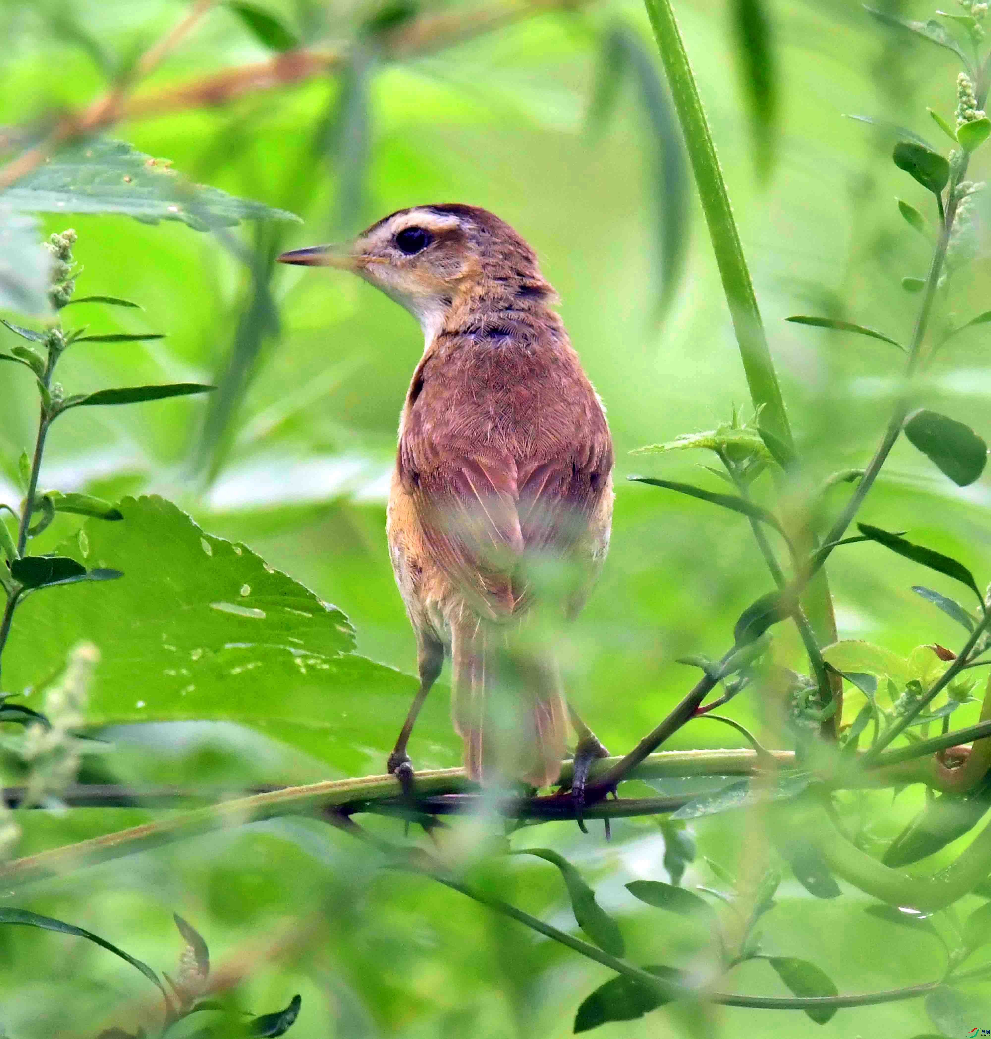 DSC_9942.JPG