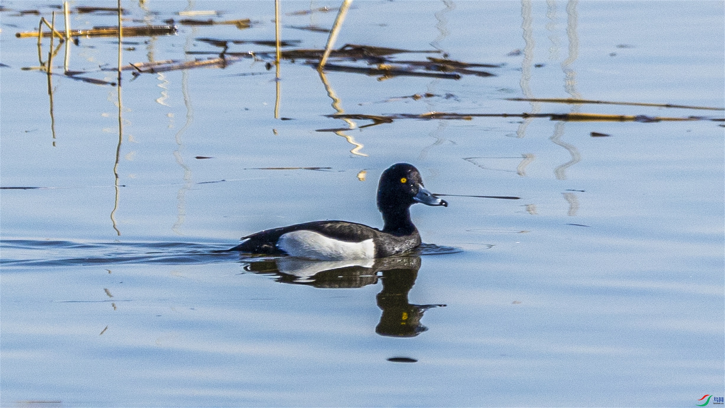 1K3A0808 ����1.jpg