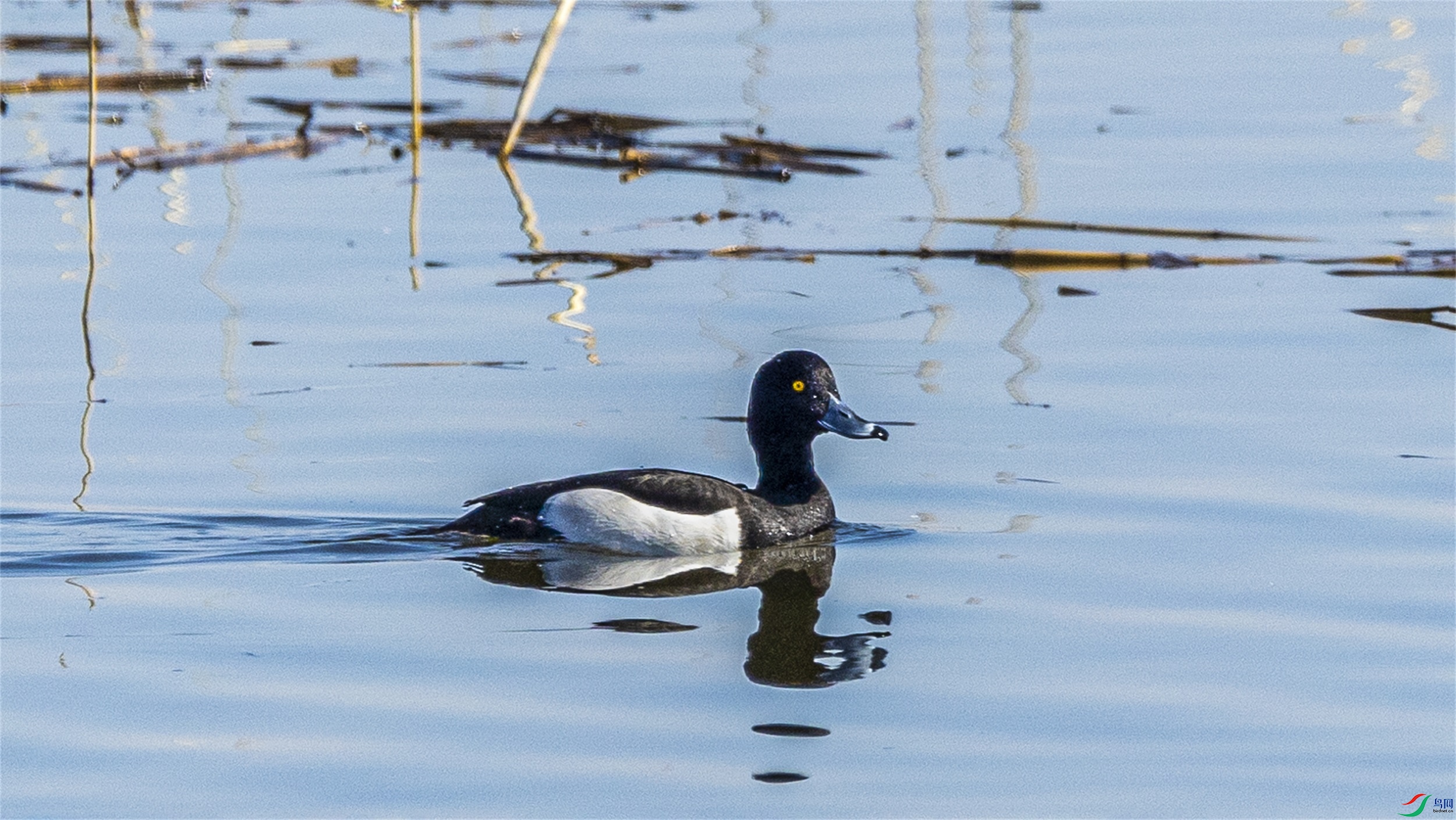 1K3A0811 ����1.jpg