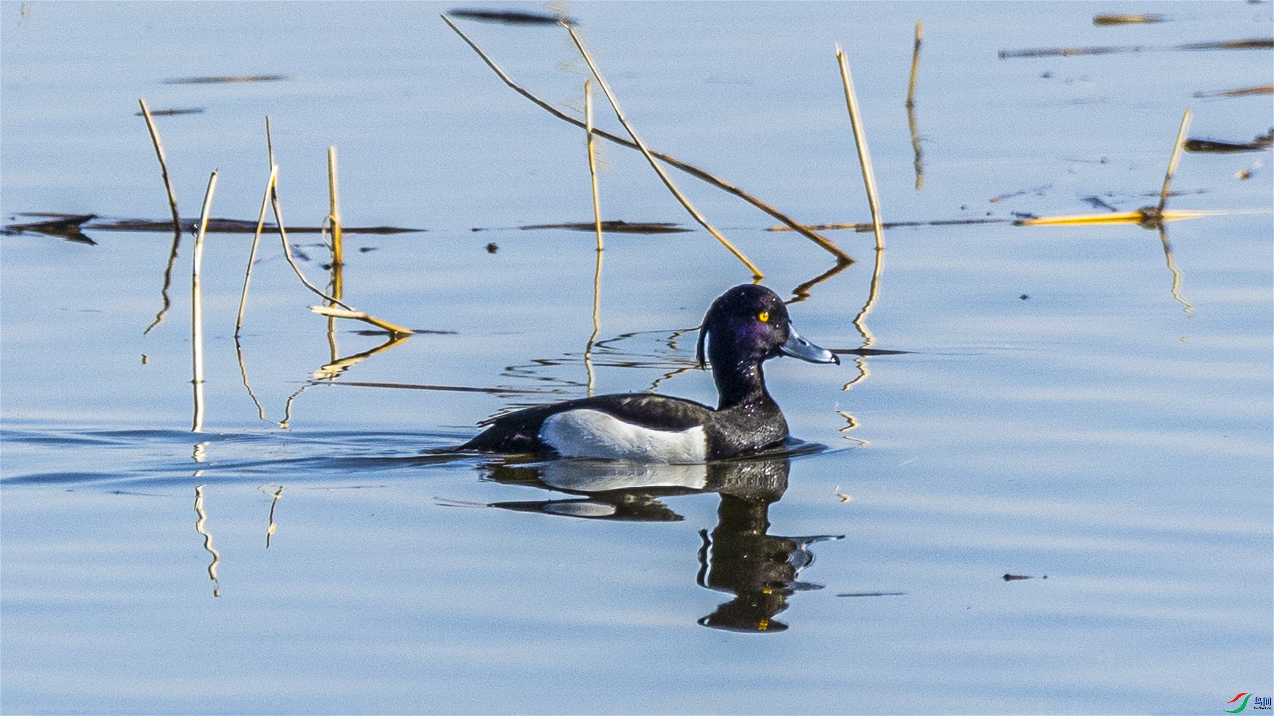 1K3A0814 ����1.jpg