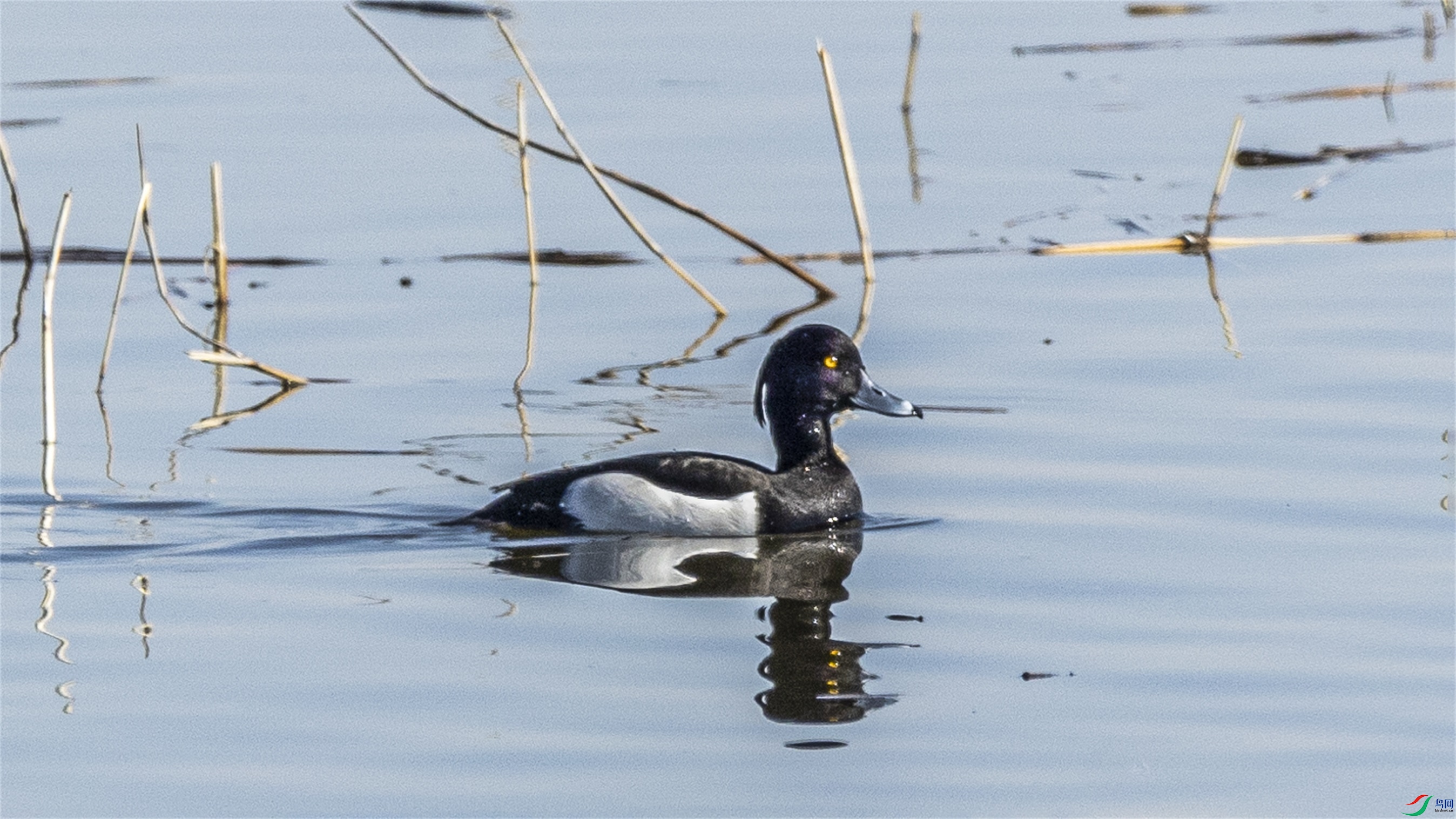 1K3A0817 ����1.jpg