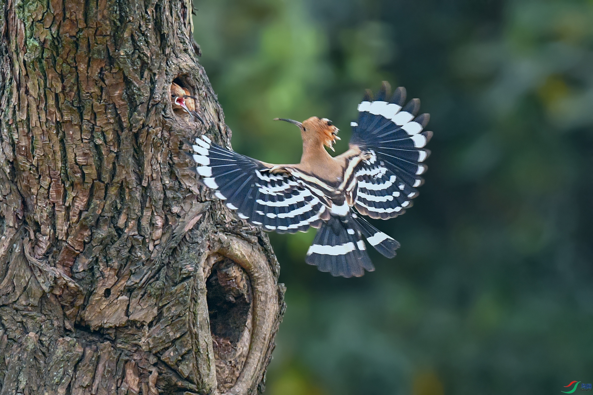 DSC_4157aa.jpg