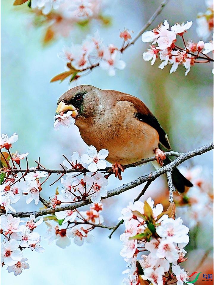 ������ͷ��