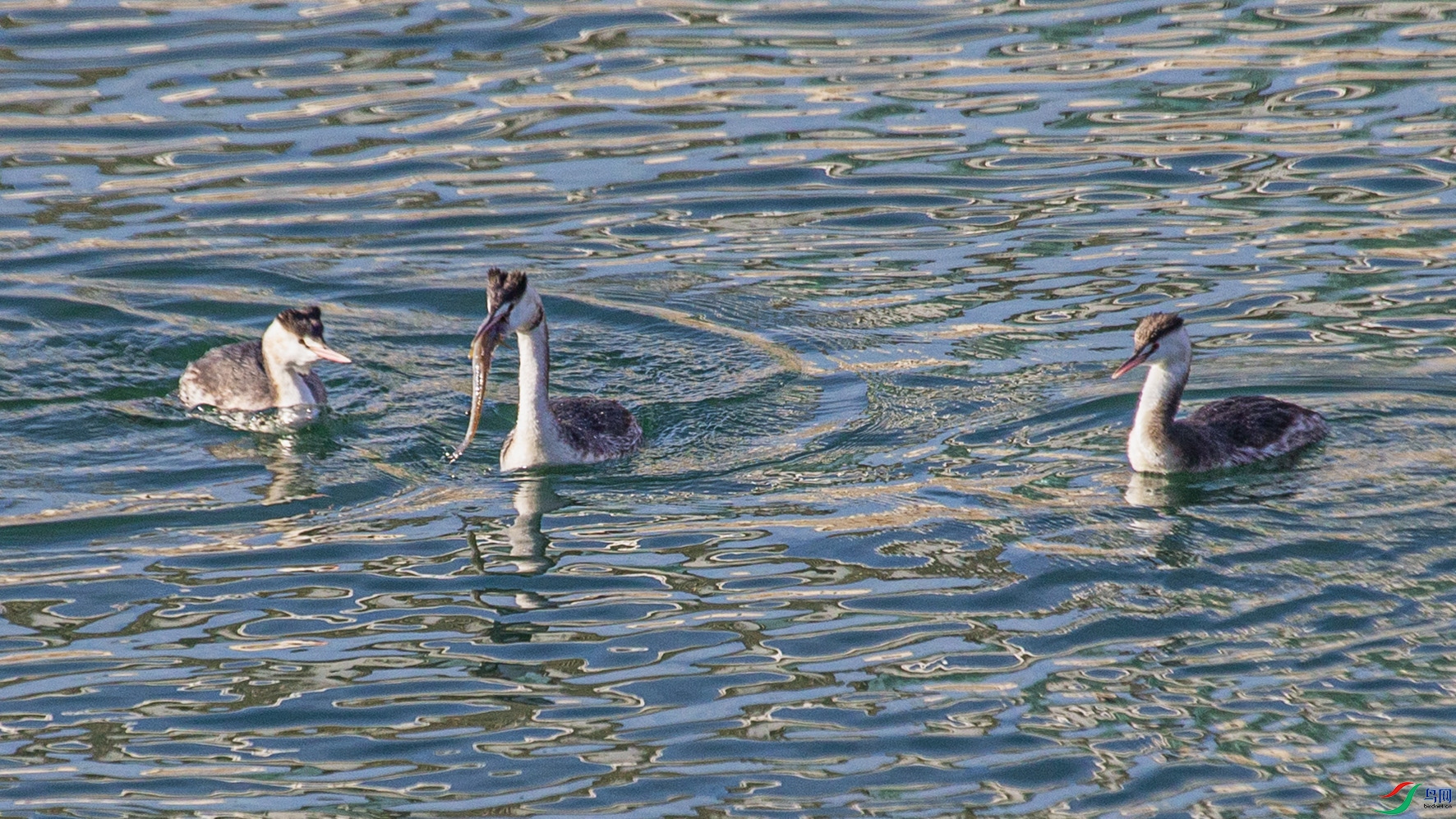 _MG_6754 ����.jpg