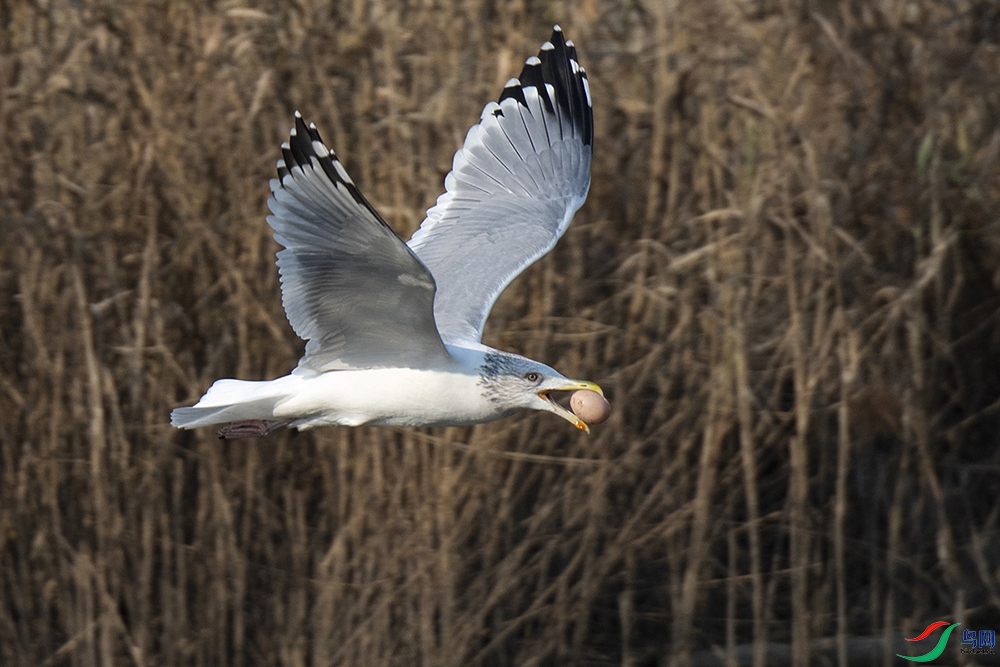 _DSC5270=---.jpg